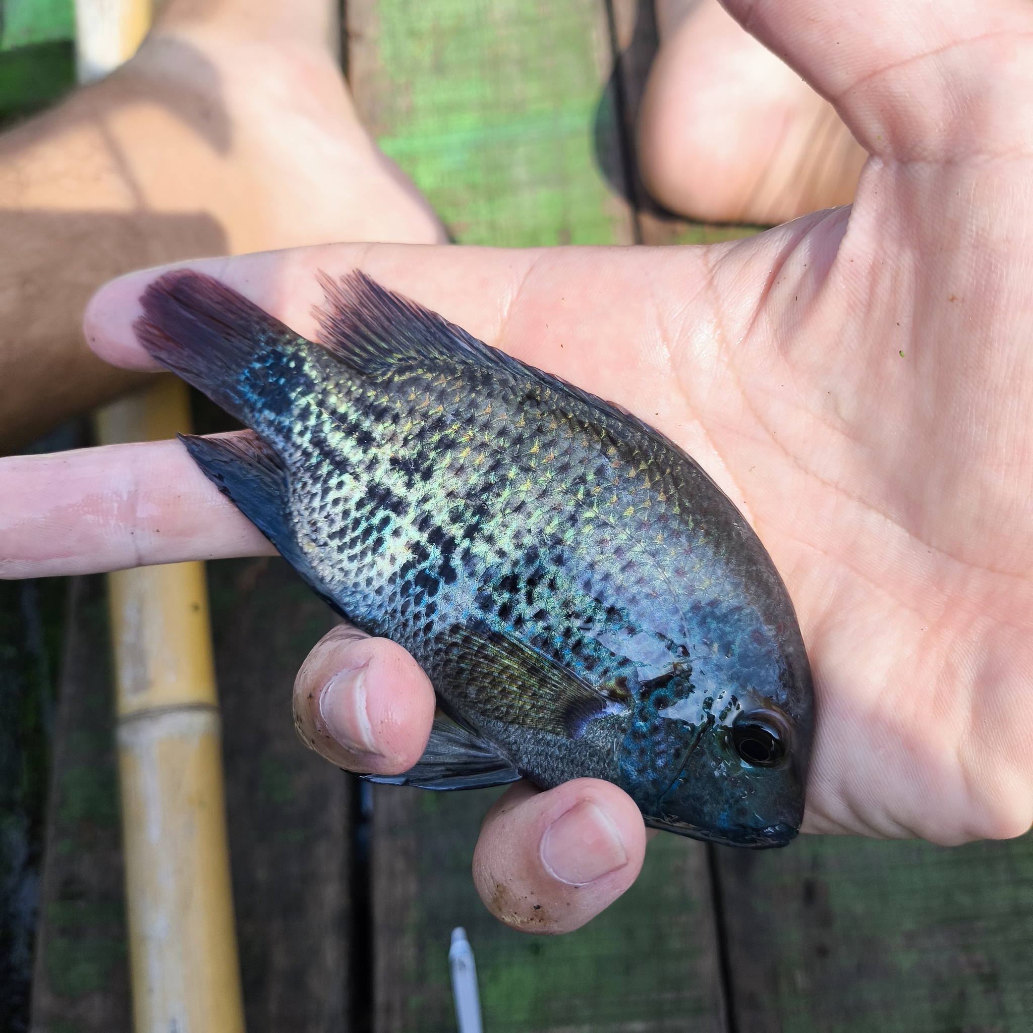 Melanesia Travel Diary. Indonesia. Day 132. Fishing in the Swamp - My, Travels, Around the world, Informative, Fishing, Life stories, Lake, Swamp, Indonesia, cat, Video, Longpost