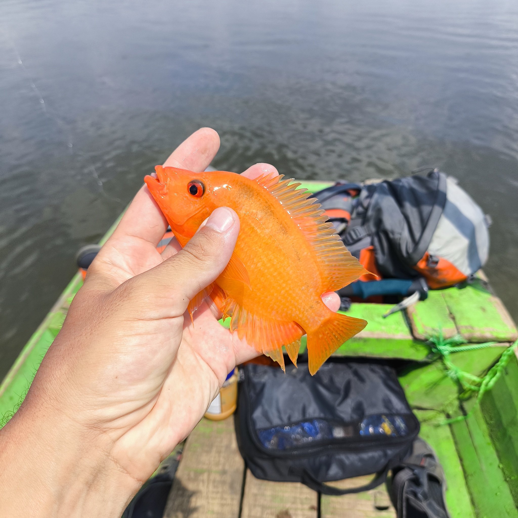 Melanesia Travel Diary. Indonesia. Day 132. Fishing in the Swamp - My, Travels, Around the world, Informative, Fishing, Life stories, Lake, Swamp, Indonesia, cat, Video, Longpost