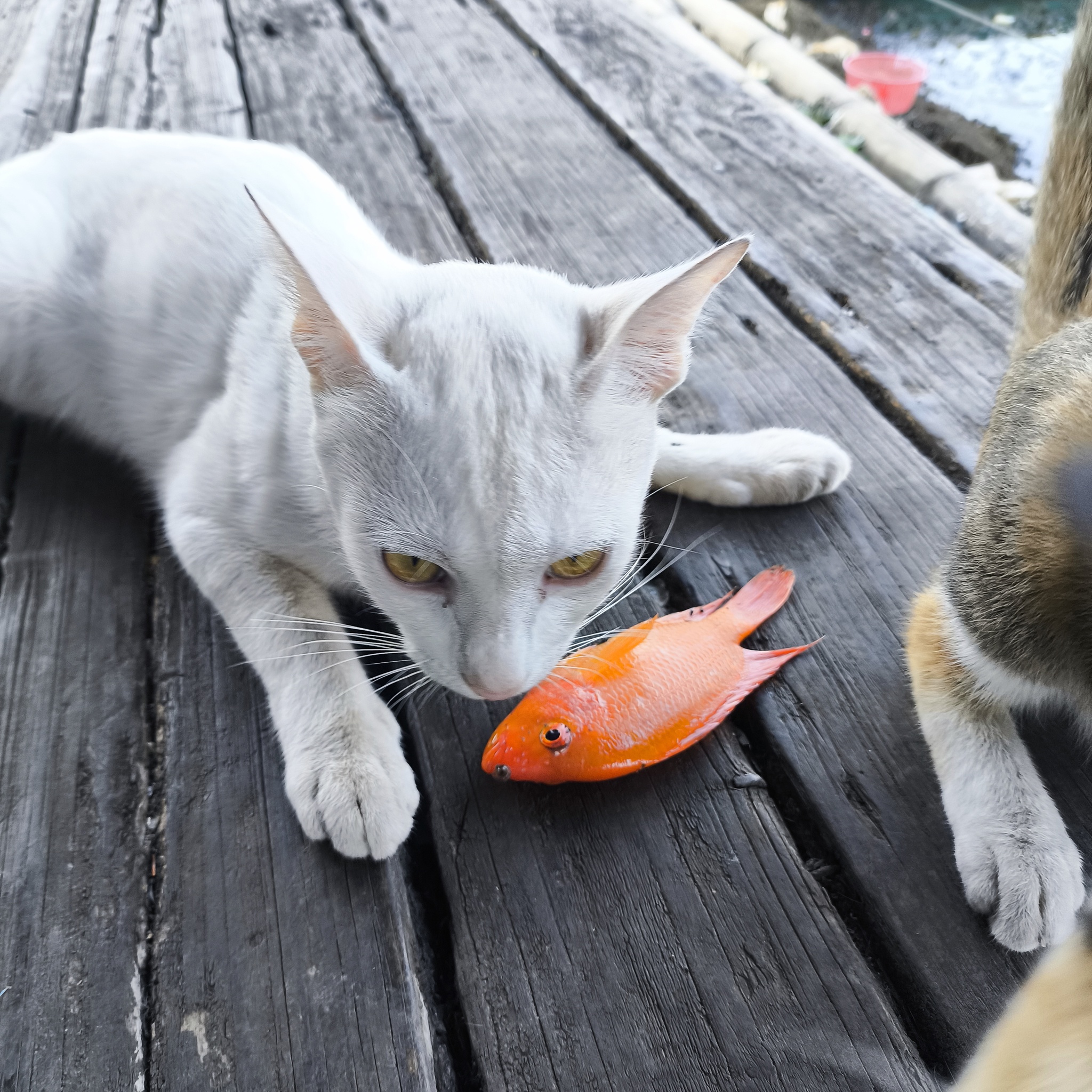 Melanesia Travel Diary. Indonesia. Day 132. Fishing in the Swamp - My, Travels, Around the world, Informative, Fishing, Life stories, Lake, Swamp, Indonesia, cat, Video, Longpost