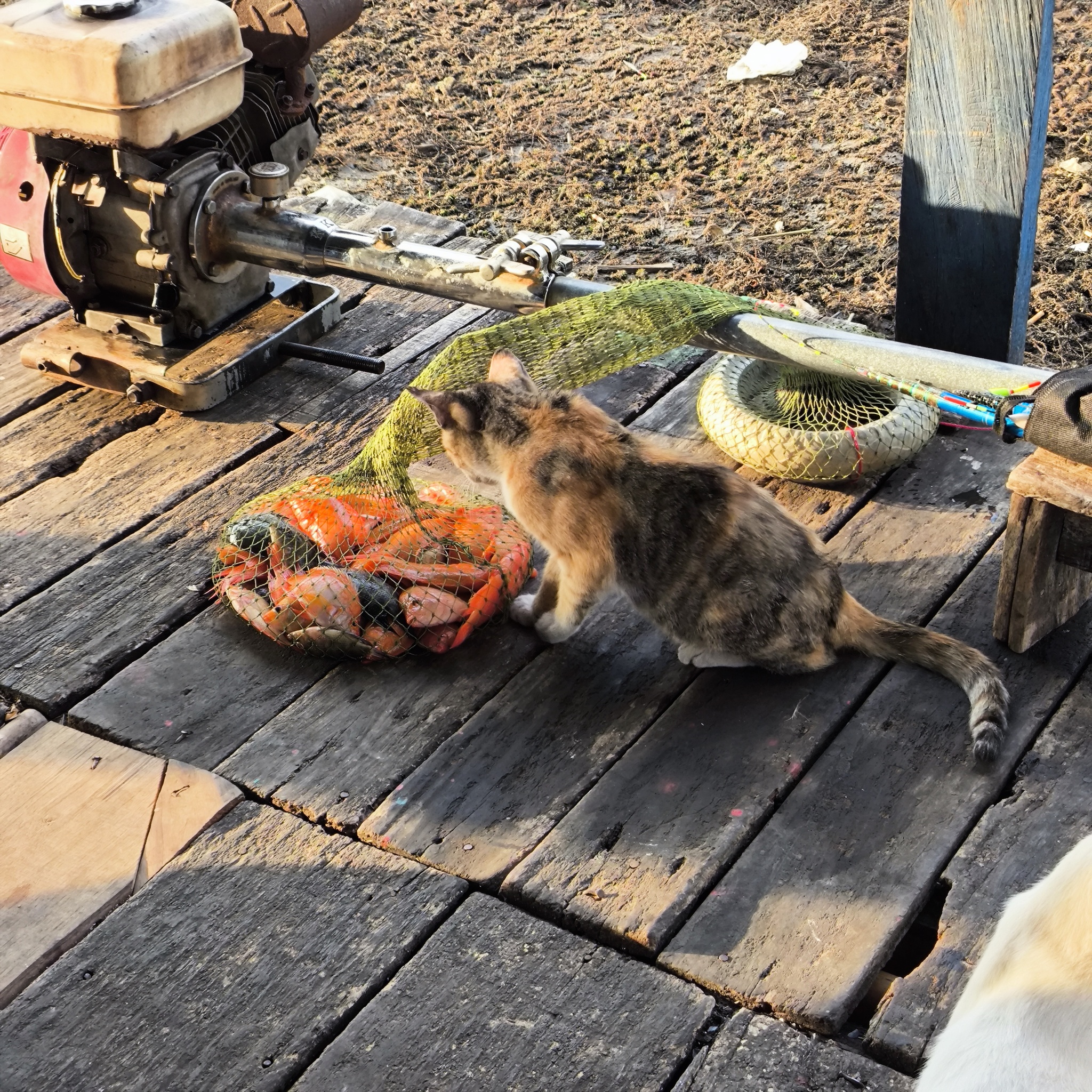 Melanesia Travel Diary. Indonesia. Day 132. Fishing in the Swamp - My, Travels, Around the world, Informative, Fishing, Life stories, Lake, Swamp, Indonesia, cat, Video, Longpost