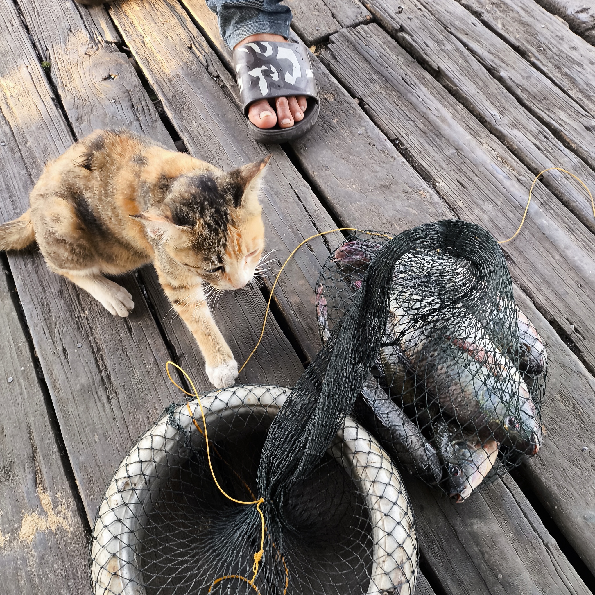 Melanesia Travel Diary. Indonesia. Day 132. Fishing in the Swamp - My, Travels, Around the world, Informative, Fishing, Life stories, Lake, Swamp, Indonesia, cat, Video, Longpost