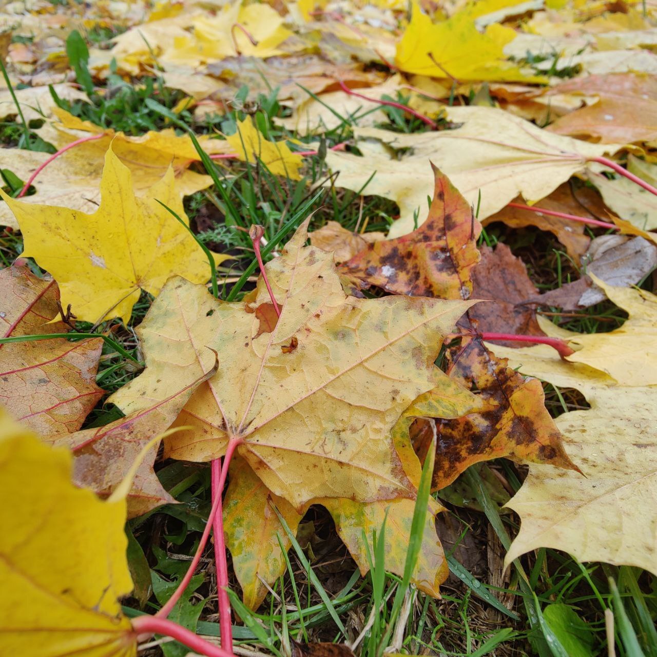 Autumn - The senses, Person, Emotions, Psychology, Psychological help, Autumn, Calmness, Target, Plan, Idea, Change, Liberty, A life, Leaves, Paints, beauty, Atmosphere, Walk, Freshness, People, Longpost