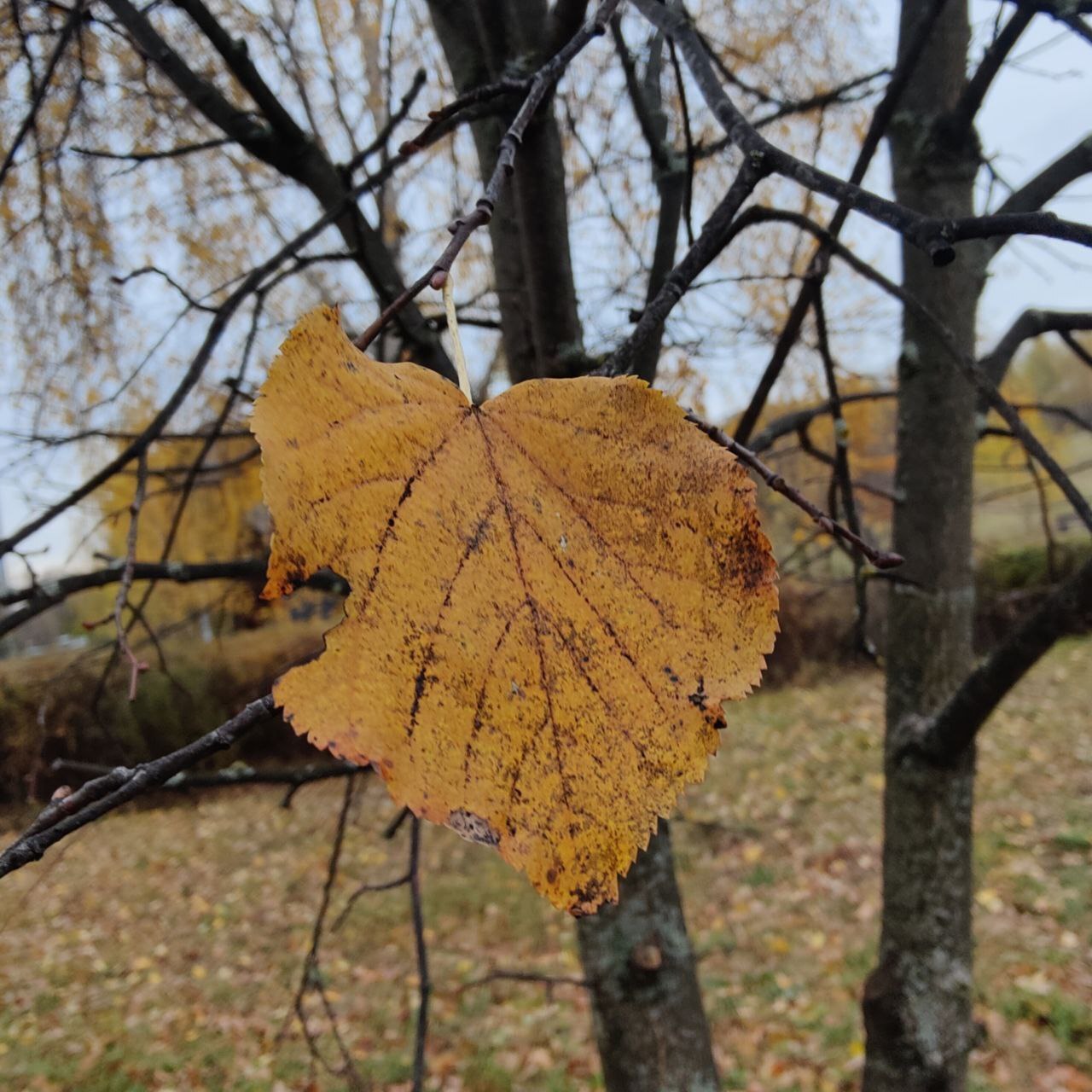 Autumn - The senses, Person, Emotions, Psychology, Psychological help, Autumn, Calmness, Target, Plan, Idea, Change, Liberty, A life, Leaves, Paints, beauty, Atmosphere, Walk, Freshness, People, Longpost