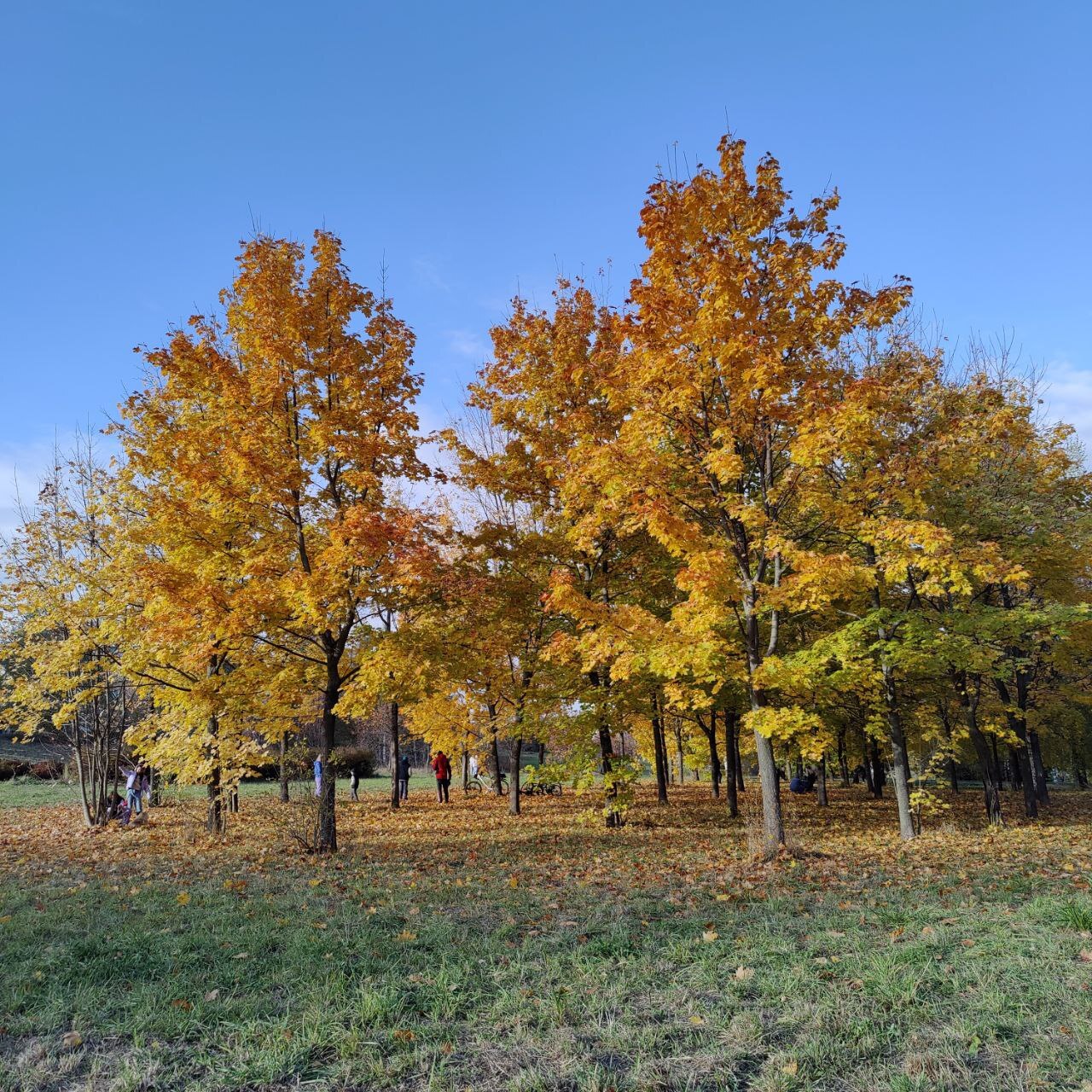 Autumn - The senses, Person, Emotions, Psychology, Psychological help, Autumn, Calmness, Target, Plan, Idea, Change, Liberty, A life, Leaves, Paints, beauty, Atmosphere, Walk, Freshness, People, Longpost