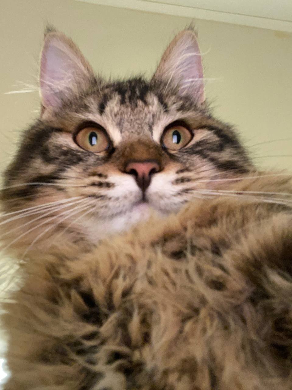 Show me these fish of yours already, please. - My, Fat cats, Kurilian Bobtail, Fluffy, Selfie, cat