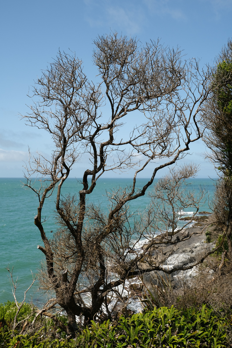 New Zealand. Upside Down on a Long White Cloud. Part 10 - The end of the world, New Zealand, Cook, Mutton, Sheeps, The hobbit, Troll, Oysters, Longpost