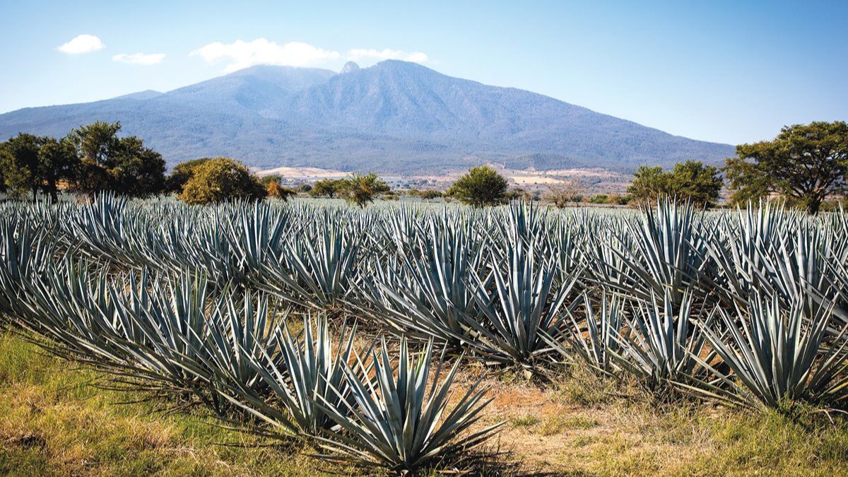 Mexico in the heart - My, Alcohol, Beverages, Pleasure, Tequila, Lecture, Longpost