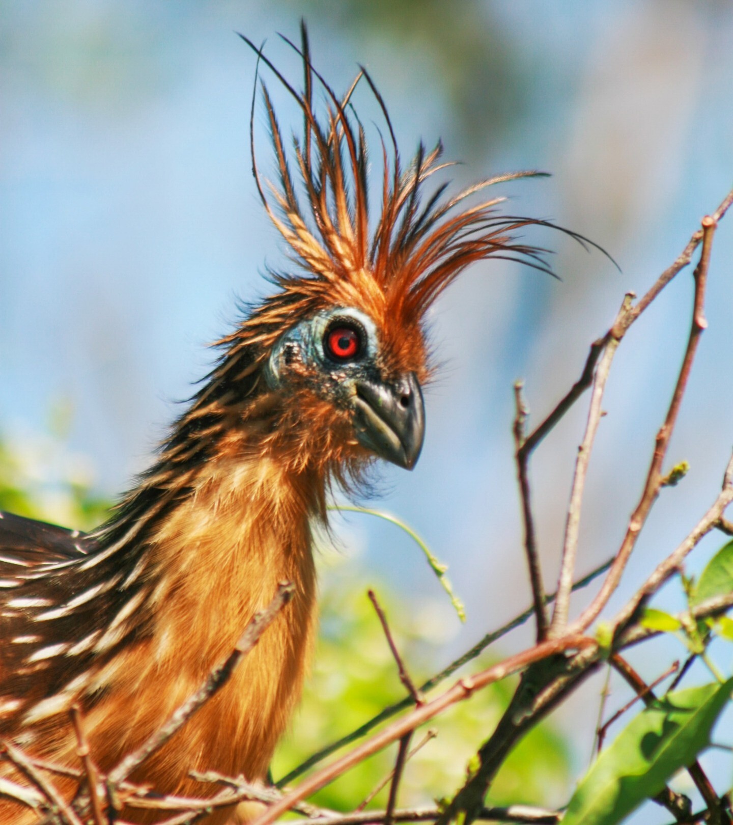 Hoatzin - Hoatzin, Birds, Wild animals, wildlife, South America, The photo