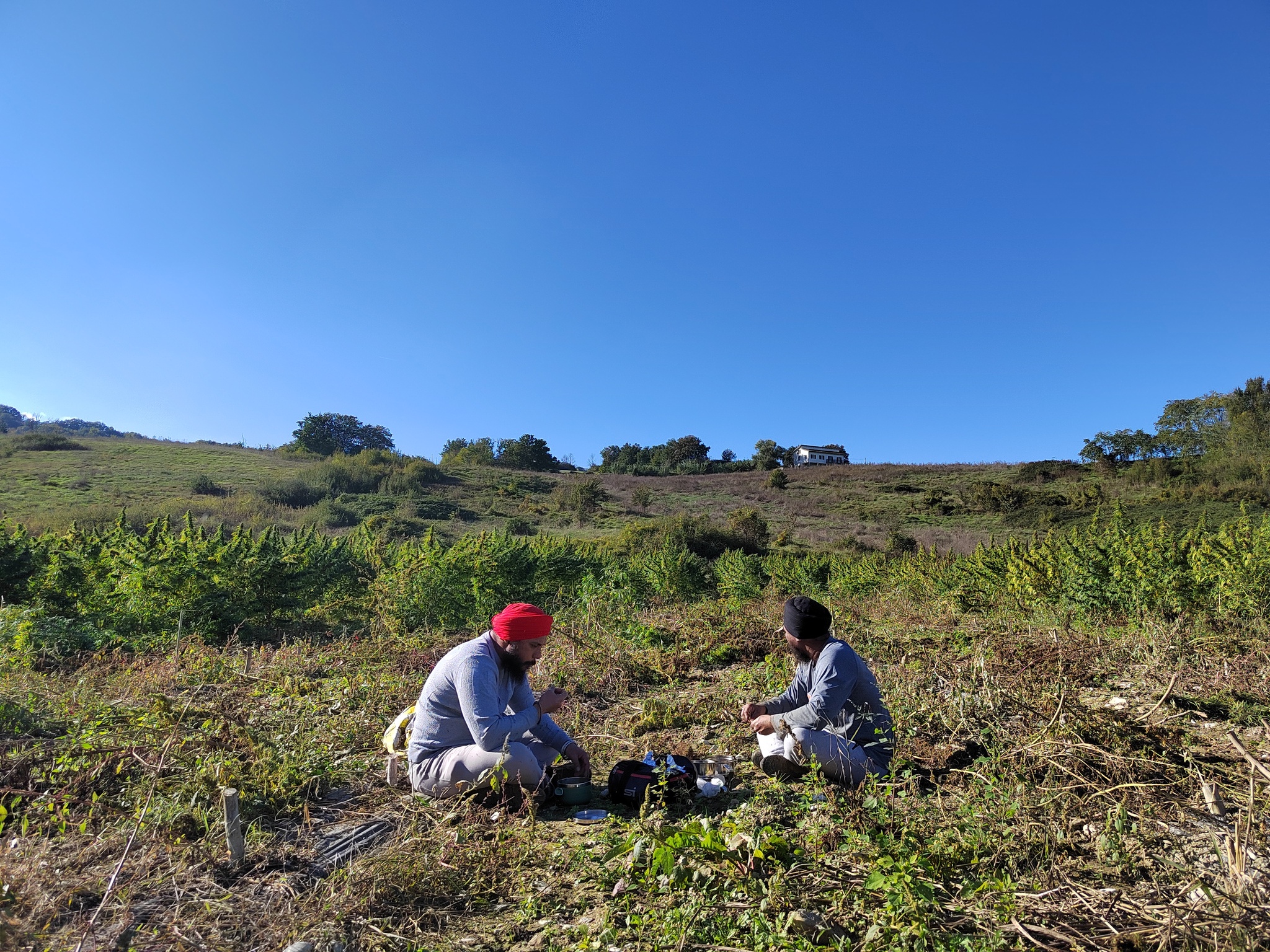 Adventures of Japanese Hisako in Hemp Fields. Part 2 - My, Italy, Youtube, Hemp, Longpost, Japanese, Video