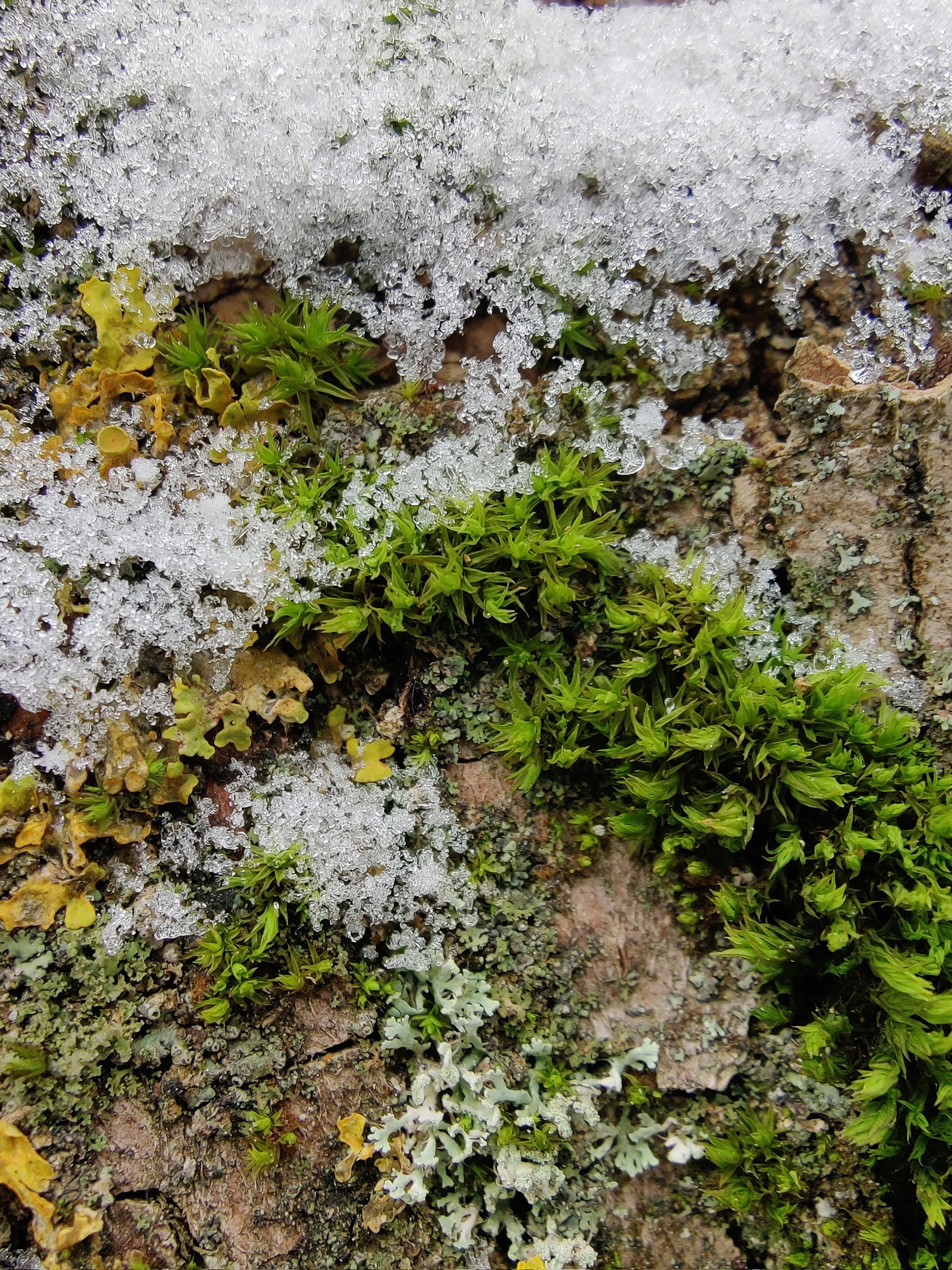 Moss, lichen, snow and berries - My, Moss, Lichen, Berries, Snow, Nature, Autumn, Longpost