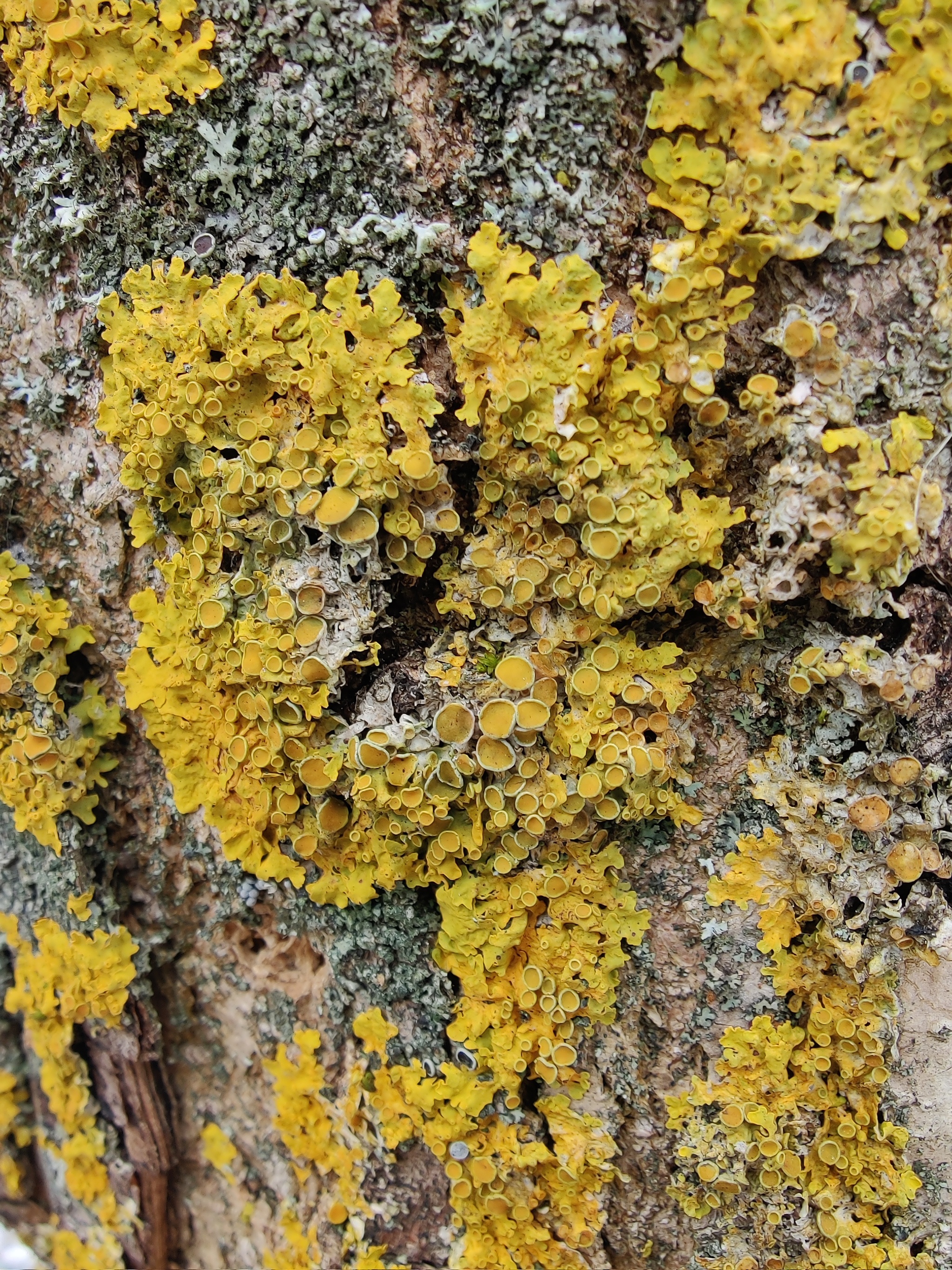 Moss, lichen, snow and berries - My, Moss, Lichen, Berries, Snow, Nature, Autumn, Longpost