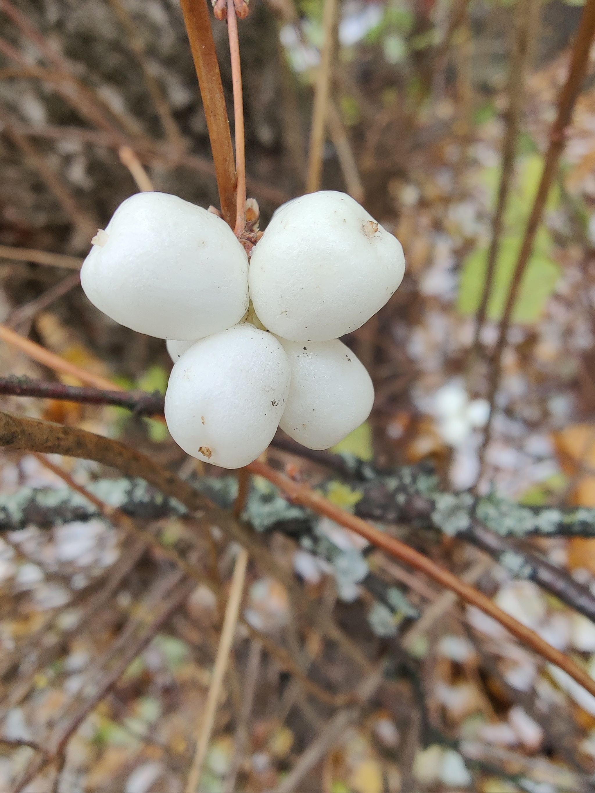 Moss, lichen, snow and berries - My, Moss, Lichen, Berries, Snow, Nature, Autumn, Longpost