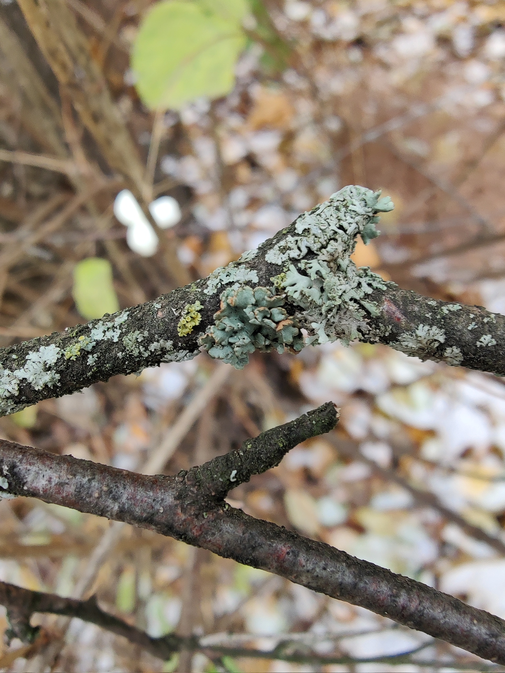 Moss, lichen, snow and berries - My, Moss, Lichen, Berries, Snow, Nature, Autumn, Longpost