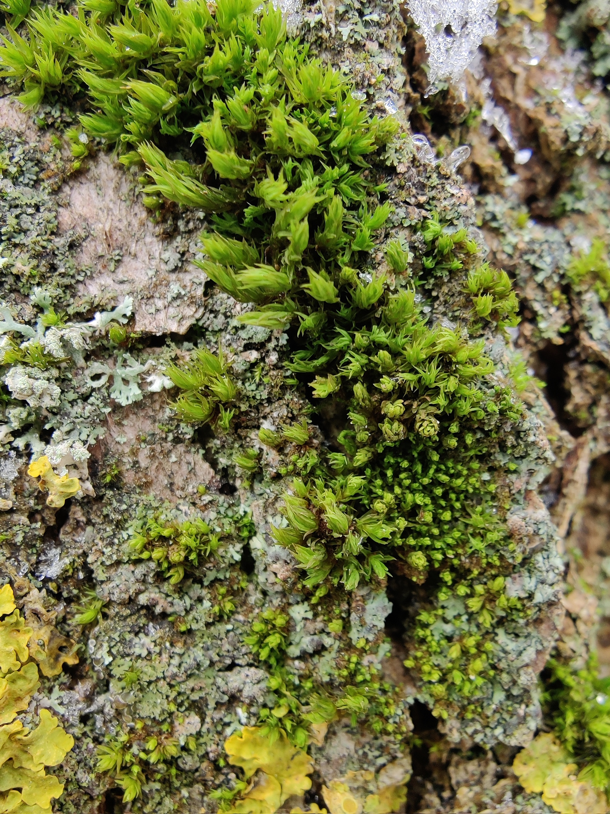 Moss, lichen, snow and berries - My, Moss, Lichen, Berries, Snow, Nature, Autumn, Longpost