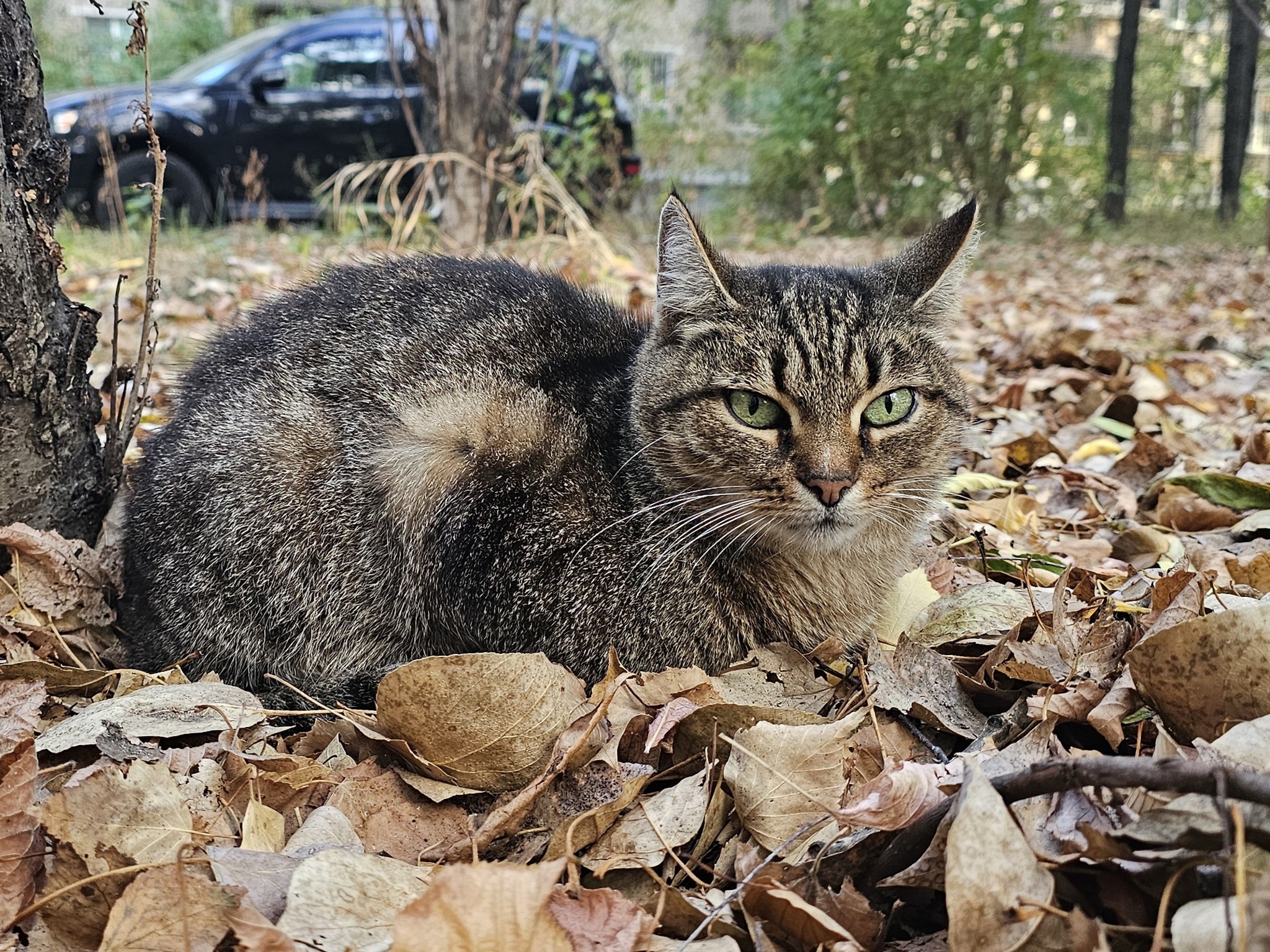 Cat portraits - My, Mobile photography, Animals, cat, Longpost