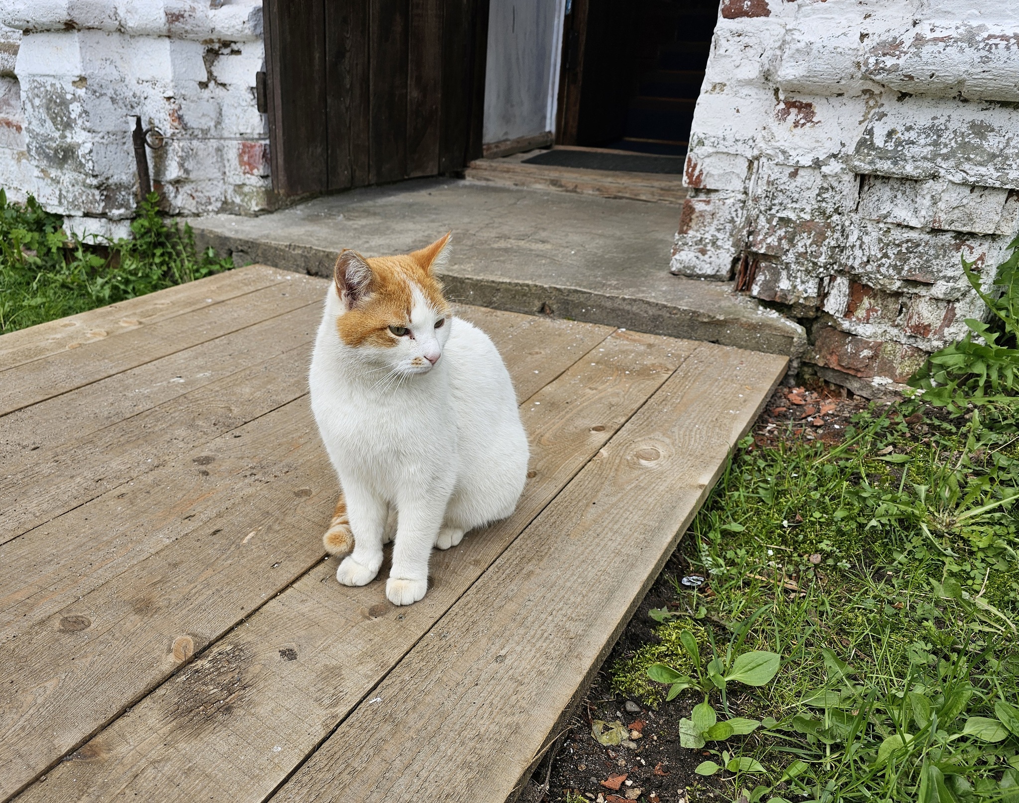 Cat portraits - My, Mobile photography, Animals, cat, Longpost