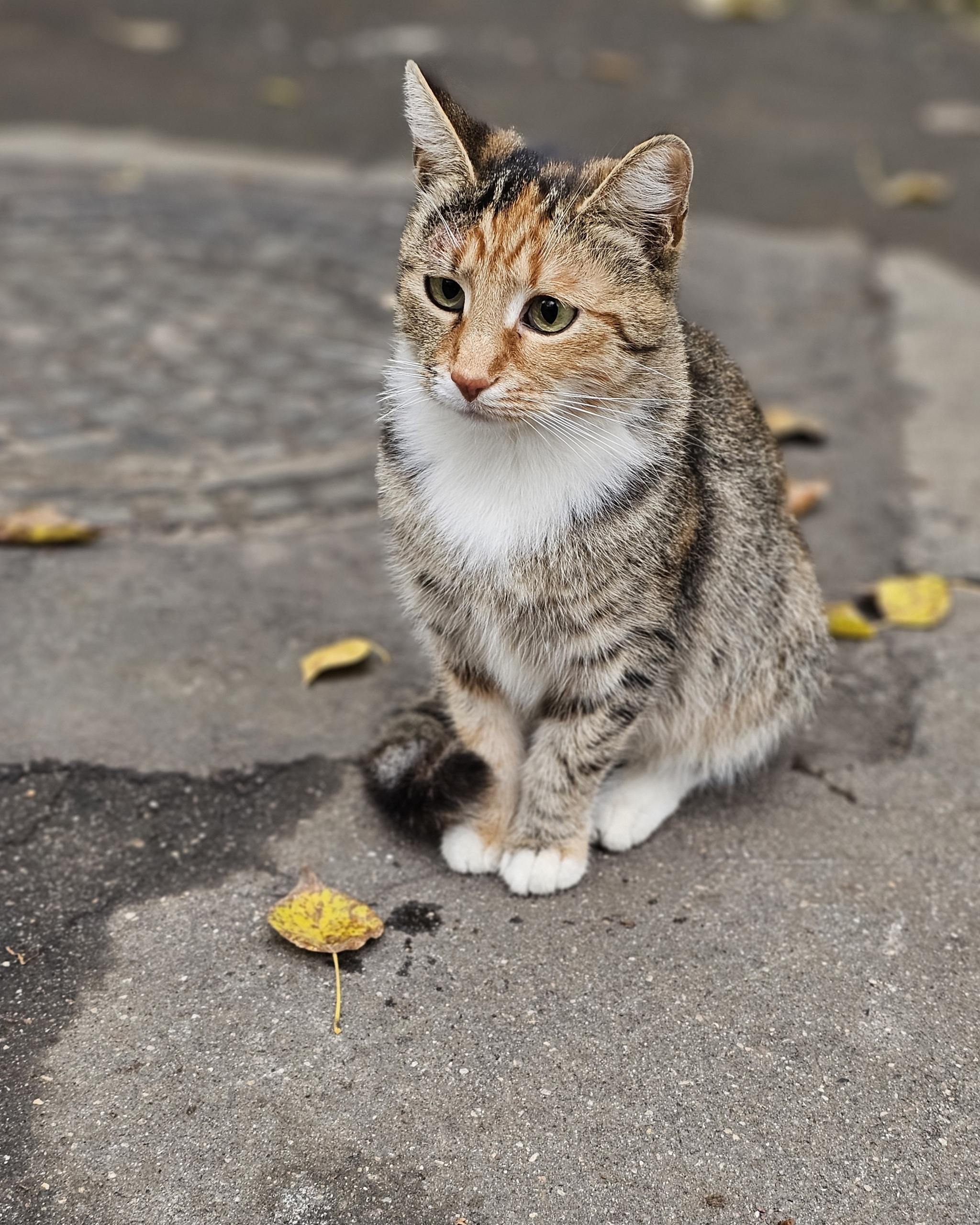 Cat portraits - My, Mobile photography, Animals, cat, Longpost