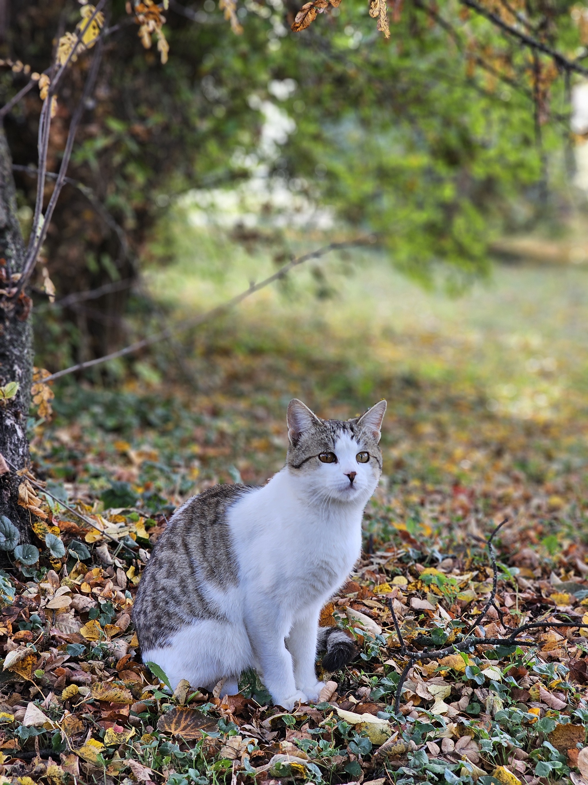 Cat portraits - My, Mobile photography, Animals, cat, Longpost