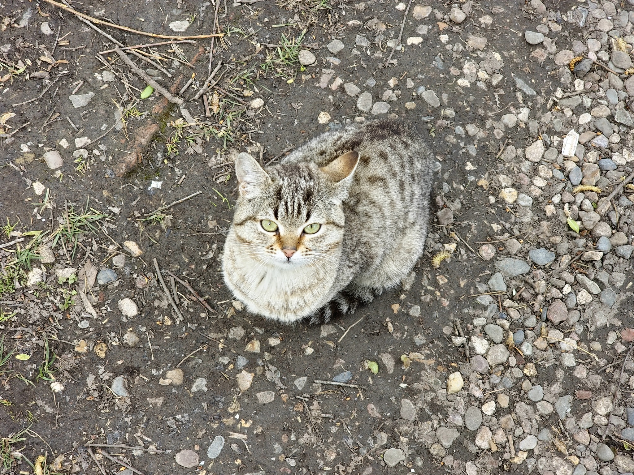 Cat portraits - My, Mobile photography, Animals, cat, Longpost