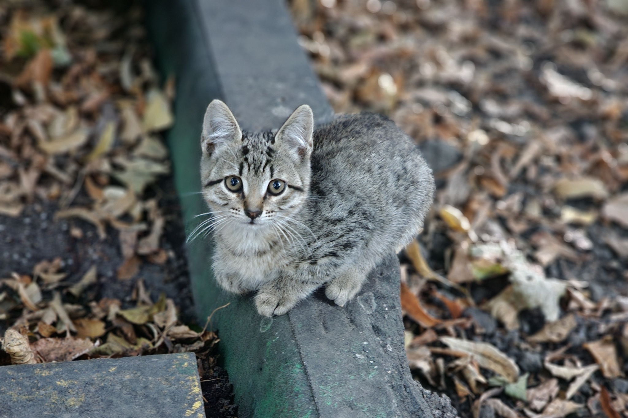 Cat portraits - My, Mobile photography, Animals, cat, Longpost