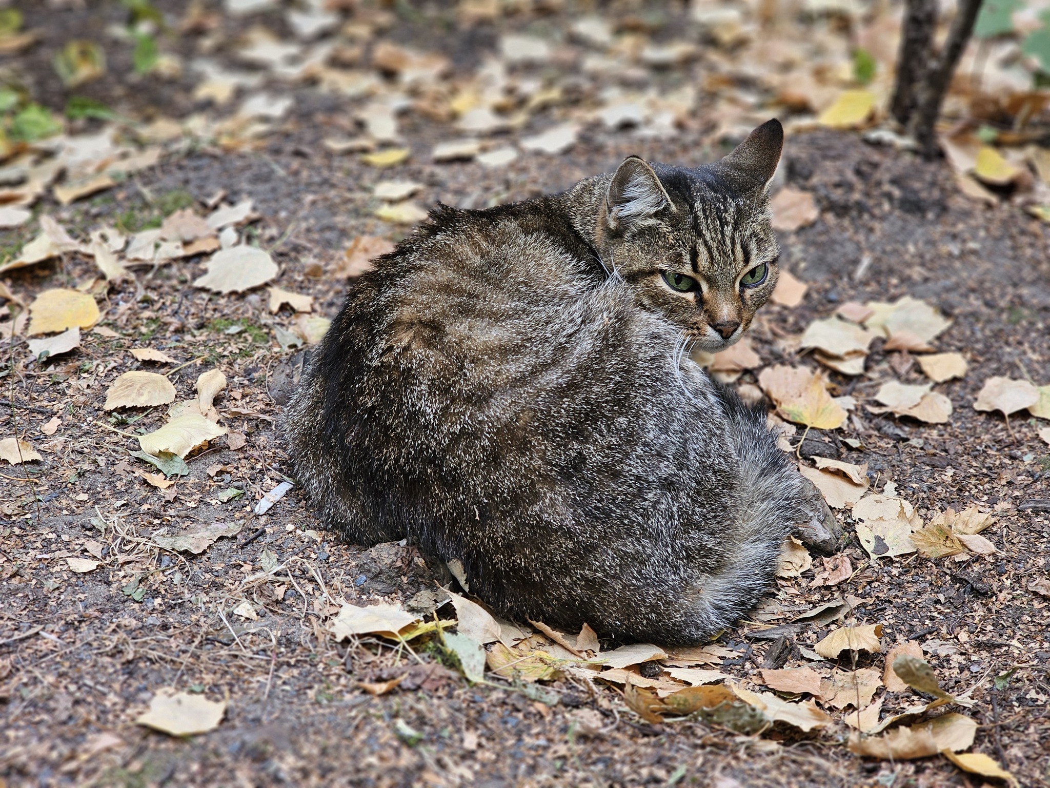 Cat portraits - My, Mobile photography, Animals, cat, Longpost