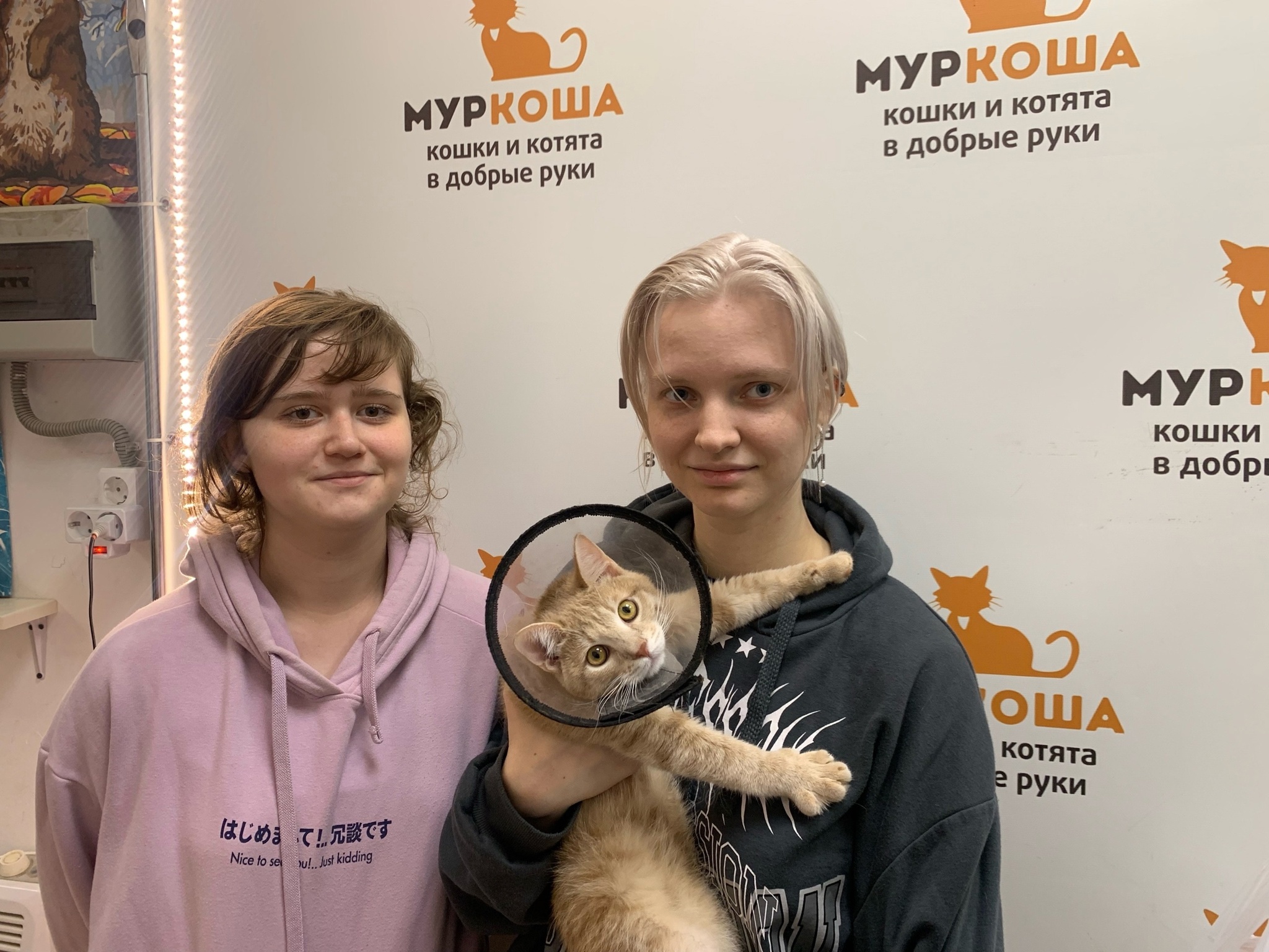 We are glad to share our successes with you. - My, Animal shelter, Murkosh shelter, cat, Positive, Touching, No rating, Found a home, Video VK, Vertical video, Video, Longpost