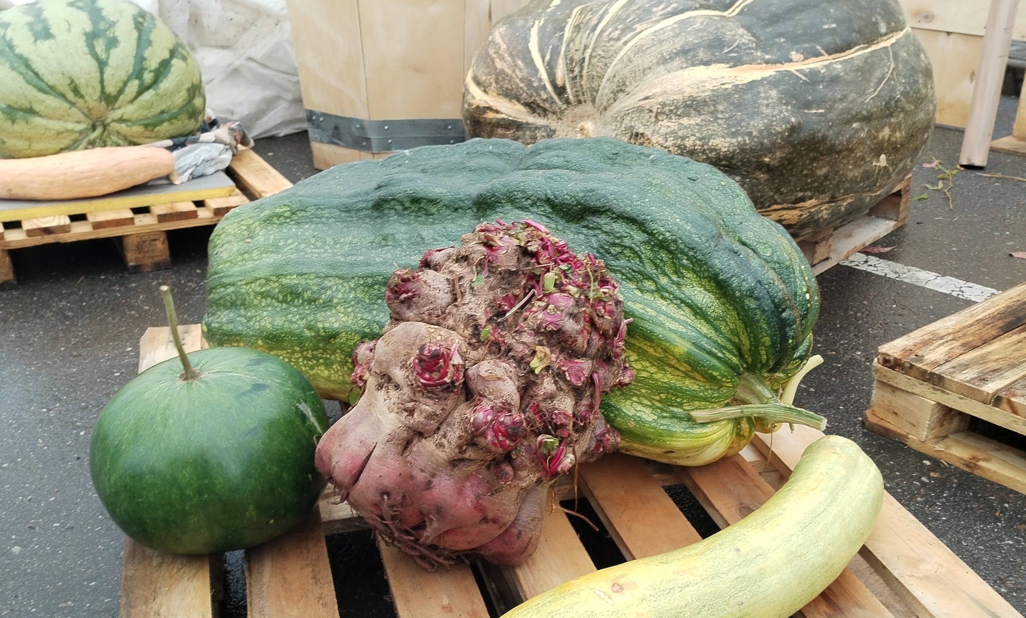 Another adventure of the season: Ivanovo cabbage soup! - My, Zucchini, Garden, Vegetables, Giants, Giant pumpkin, Gigantomania, Cucumbers, Beet, Watermelon, Longpost