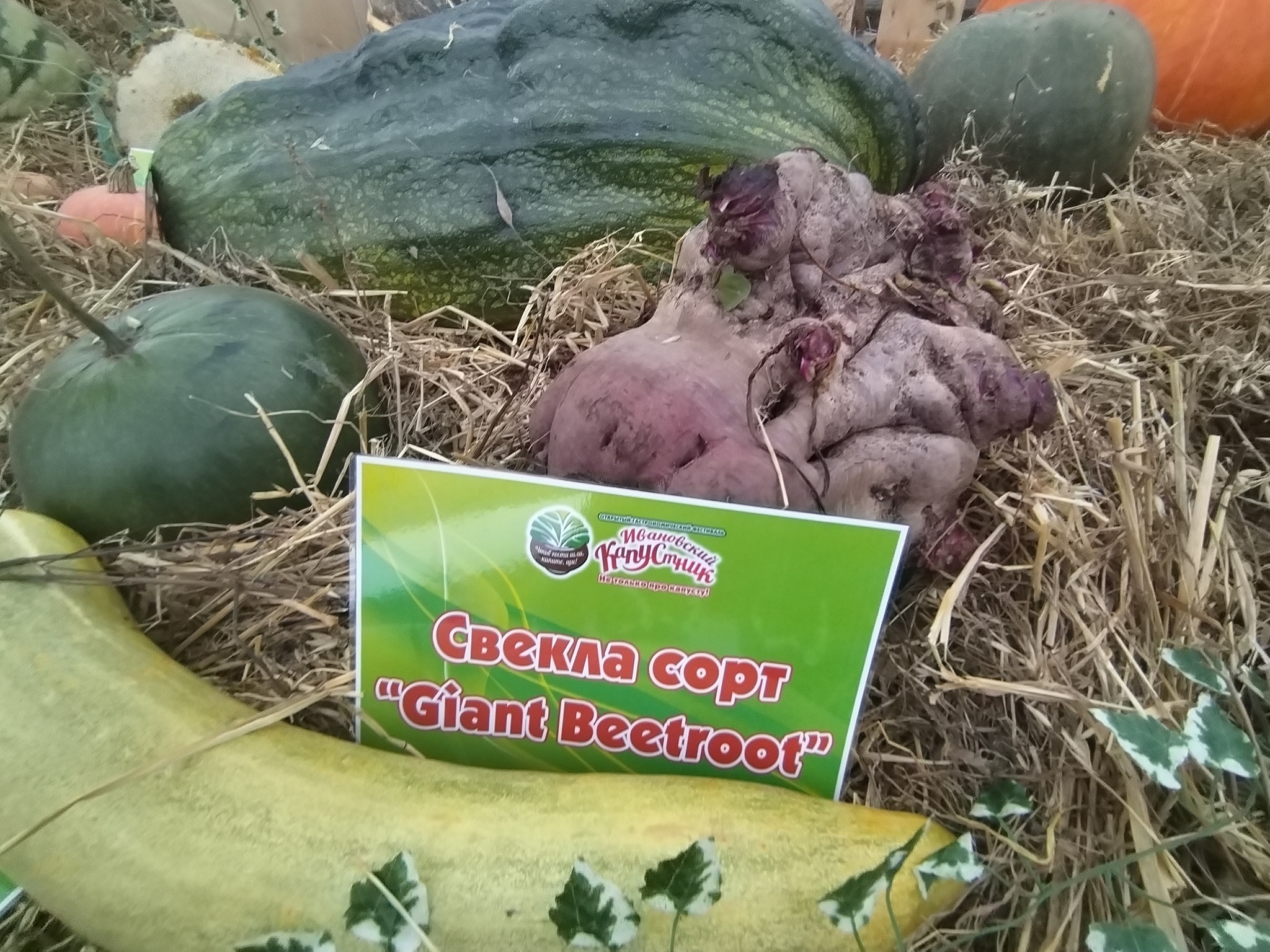 Another adventure of the season: Ivanovo cabbage soup! - My, Zucchini, Garden, Vegetables, Giants, Giant pumpkin, Gigantomania, Cucumbers, Beet, Watermelon, Longpost