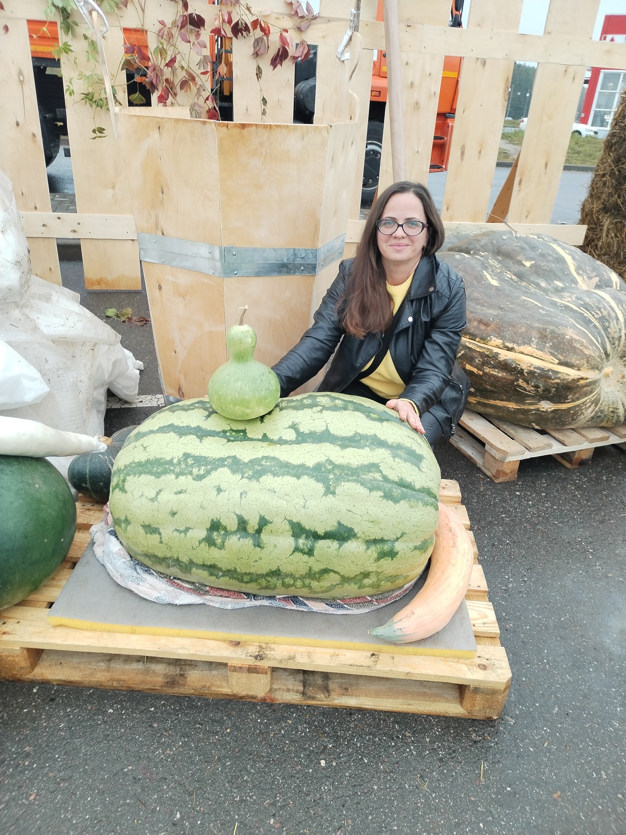 Another adventure of the season: Ivanovo cabbage soup! - My, Zucchini, Garden, Vegetables, Giants, Giant pumpkin, Gigantomania, Cucumbers, Beet, Watermelon, Longpost