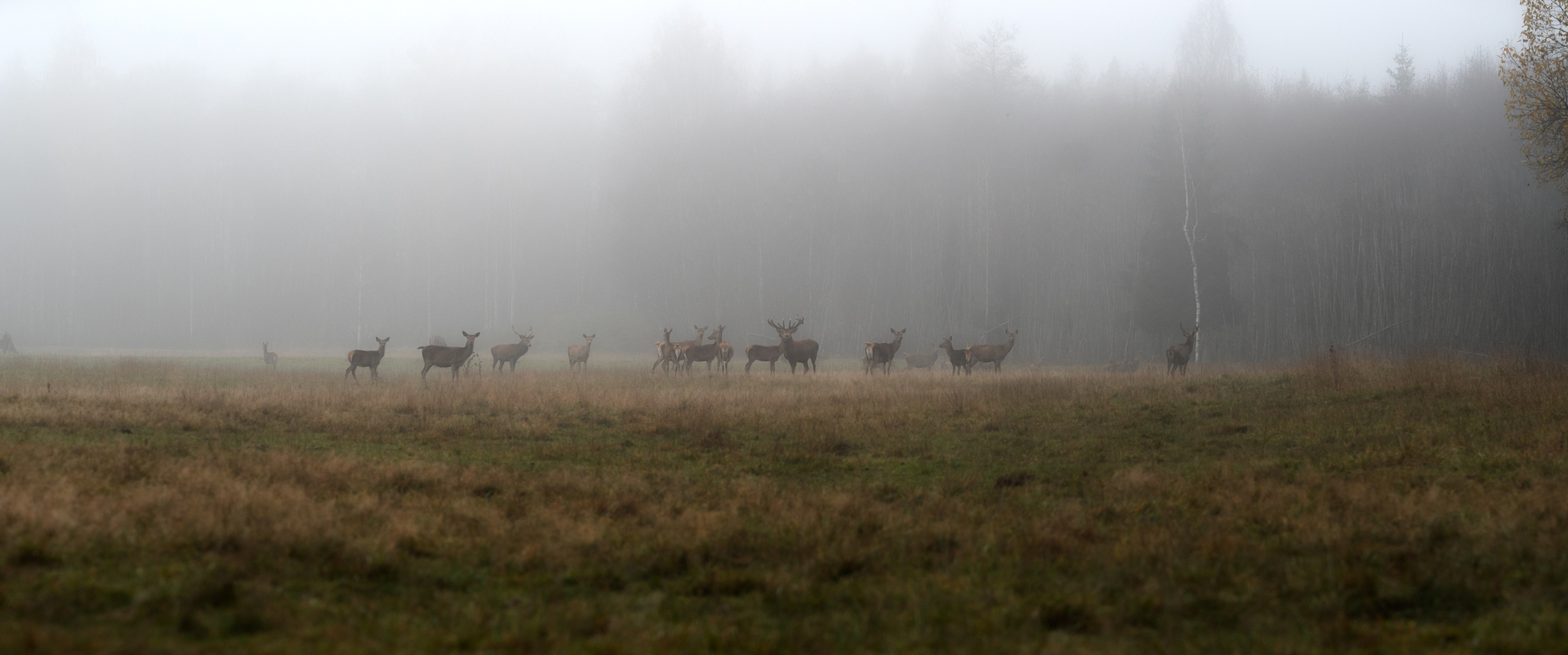 Nature of Estonia. 26.10.24 - My, Deer, Nature, The photo, Sony, Longpost