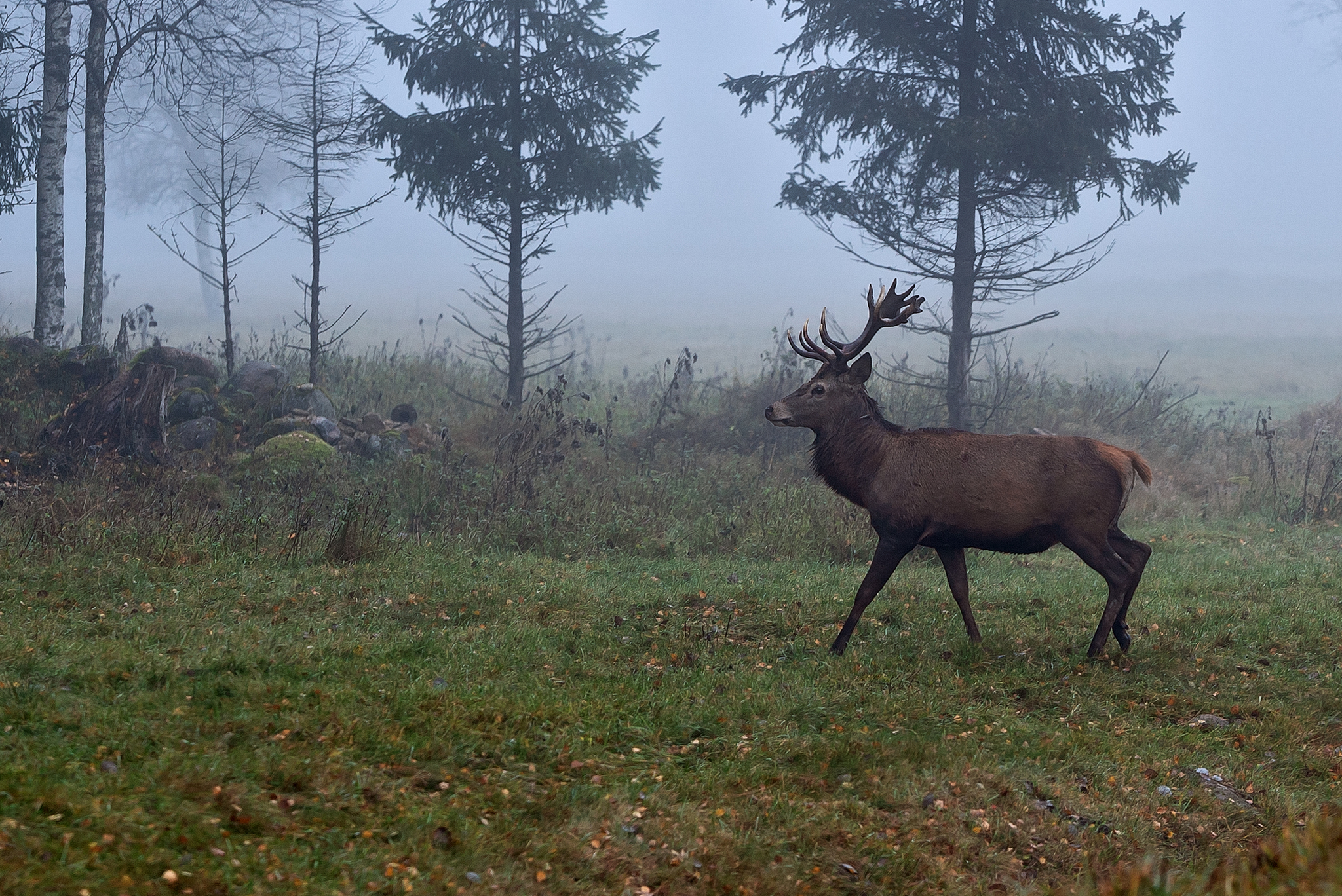 Nature of Estonia. 26.10.24 - My, Deer, Nature, The photo, Sony, Longpost