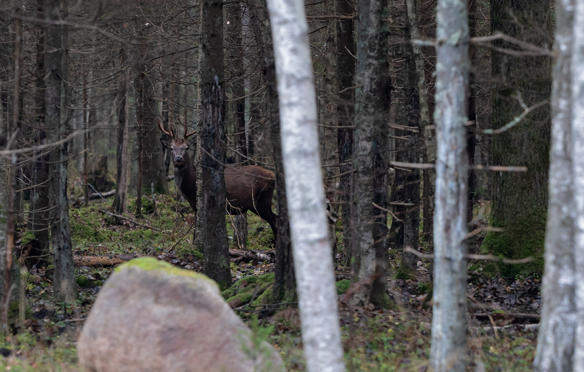 Nature of Estonia. 26.10.24 - My, Deer, Nature, The photo, Sony, Longpost