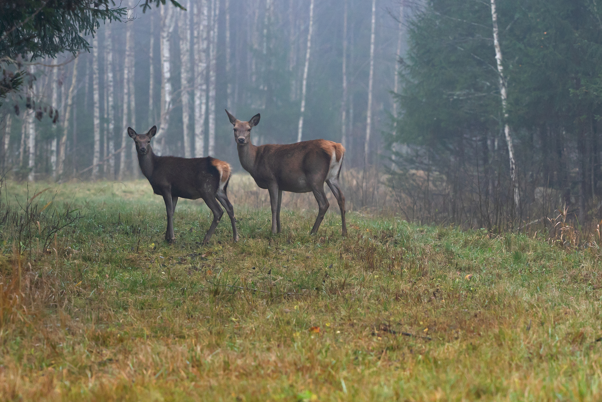 Nature of Estonia. 26.10.24 - My, Deer, Nature, The photo, Sony, Longpost