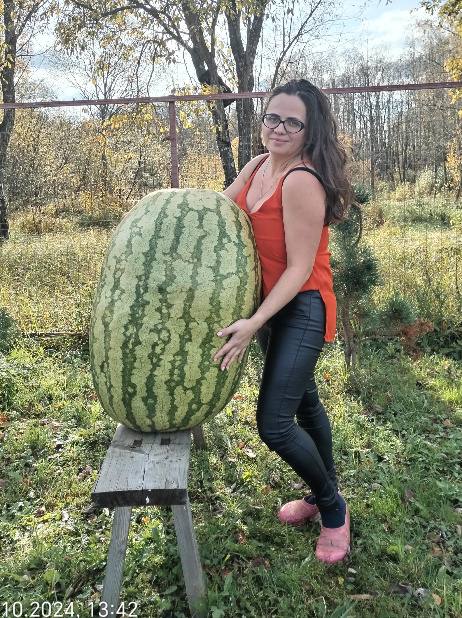 The adventures of a giant watermelon... and its insides... - My, Garden, Vegetables, Gardening, Watermelon, Giants, Gigantomania, Garden, Harvest, Longpost