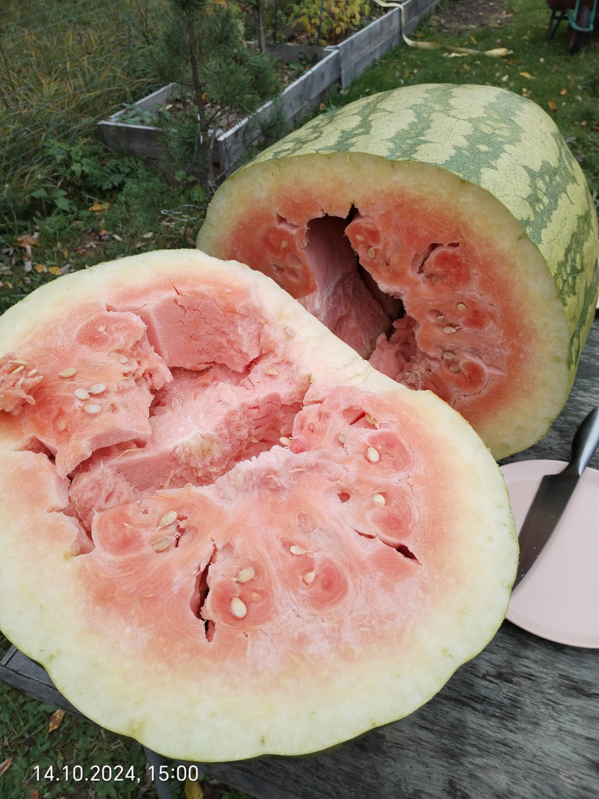 The adventures of a giant watermelon... and its insides... - My, Garden, Vegetables, Gardening, Watermelon, Giants, Gigantomania, Garden, Harvest, Longpost