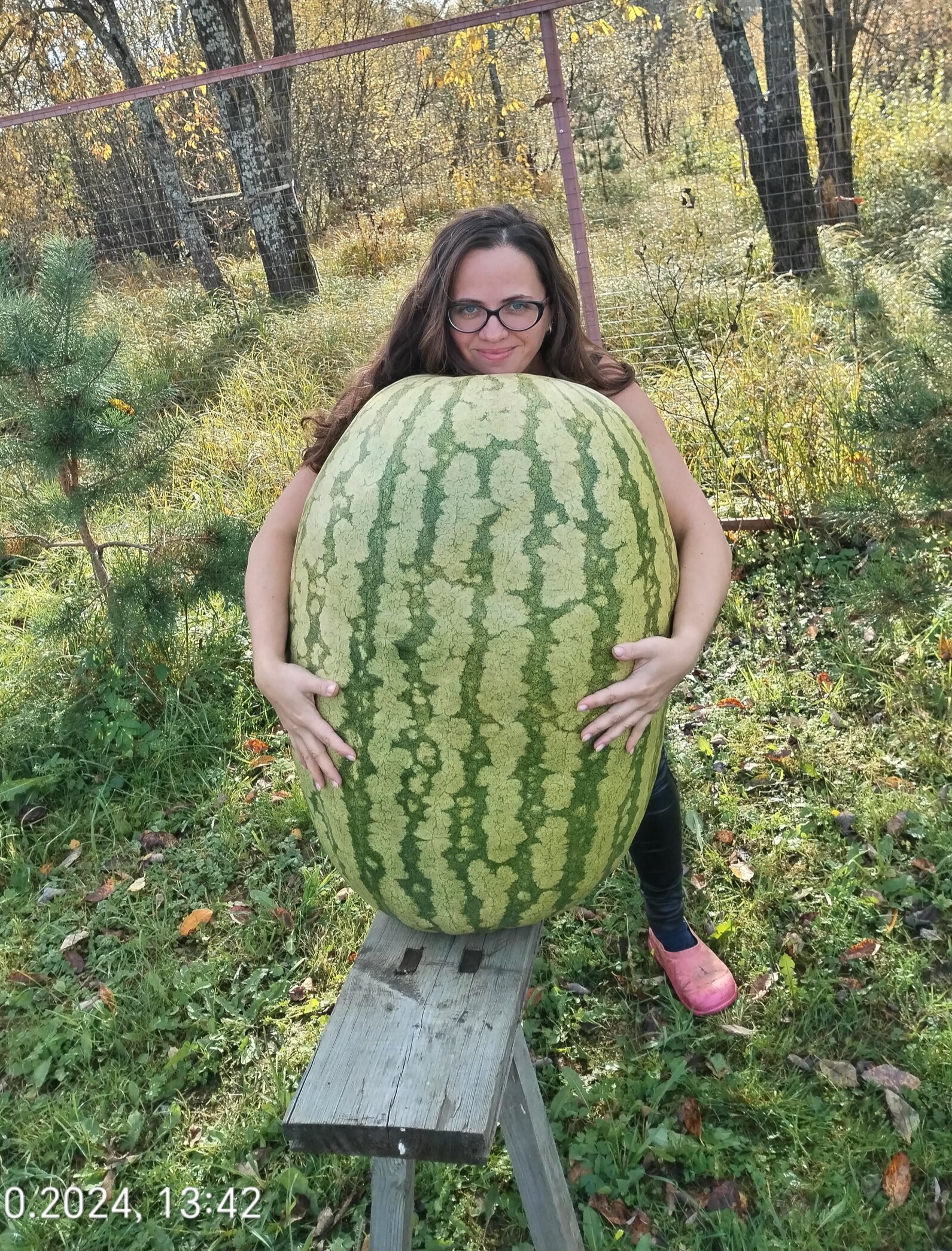 The adventures of a giant watermelon... and its insides... - My, Garden, Vegetables, Gardening, Watermelon, Giants, Gigantomania, Garden, Harvest, Longpost