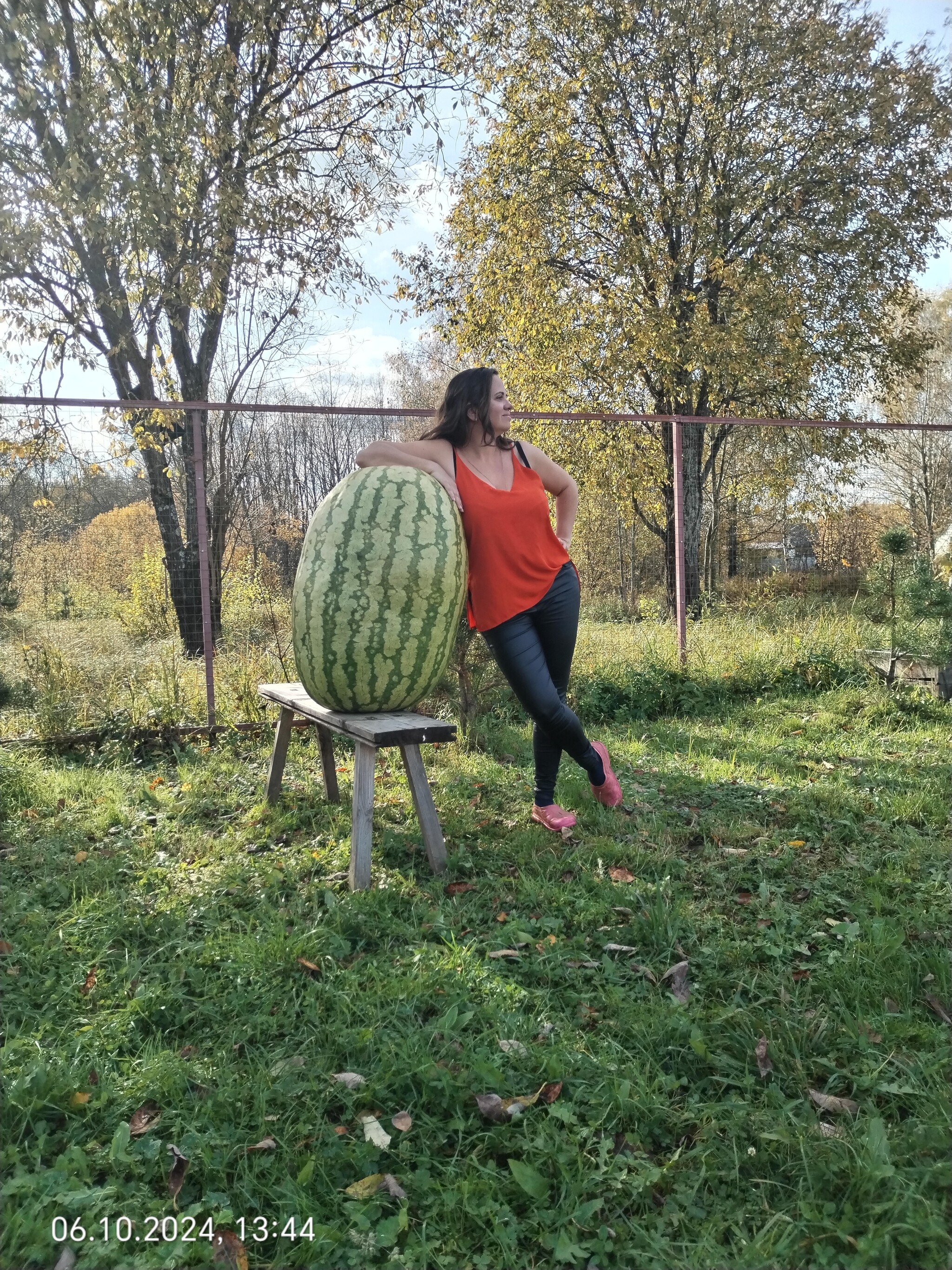 The adventures of a giant watermelon... and its insides... - My, Garden, Vegetables, Gardening, Watermelon, Giants, Gigantomania, Garden, Harvest, Longpost