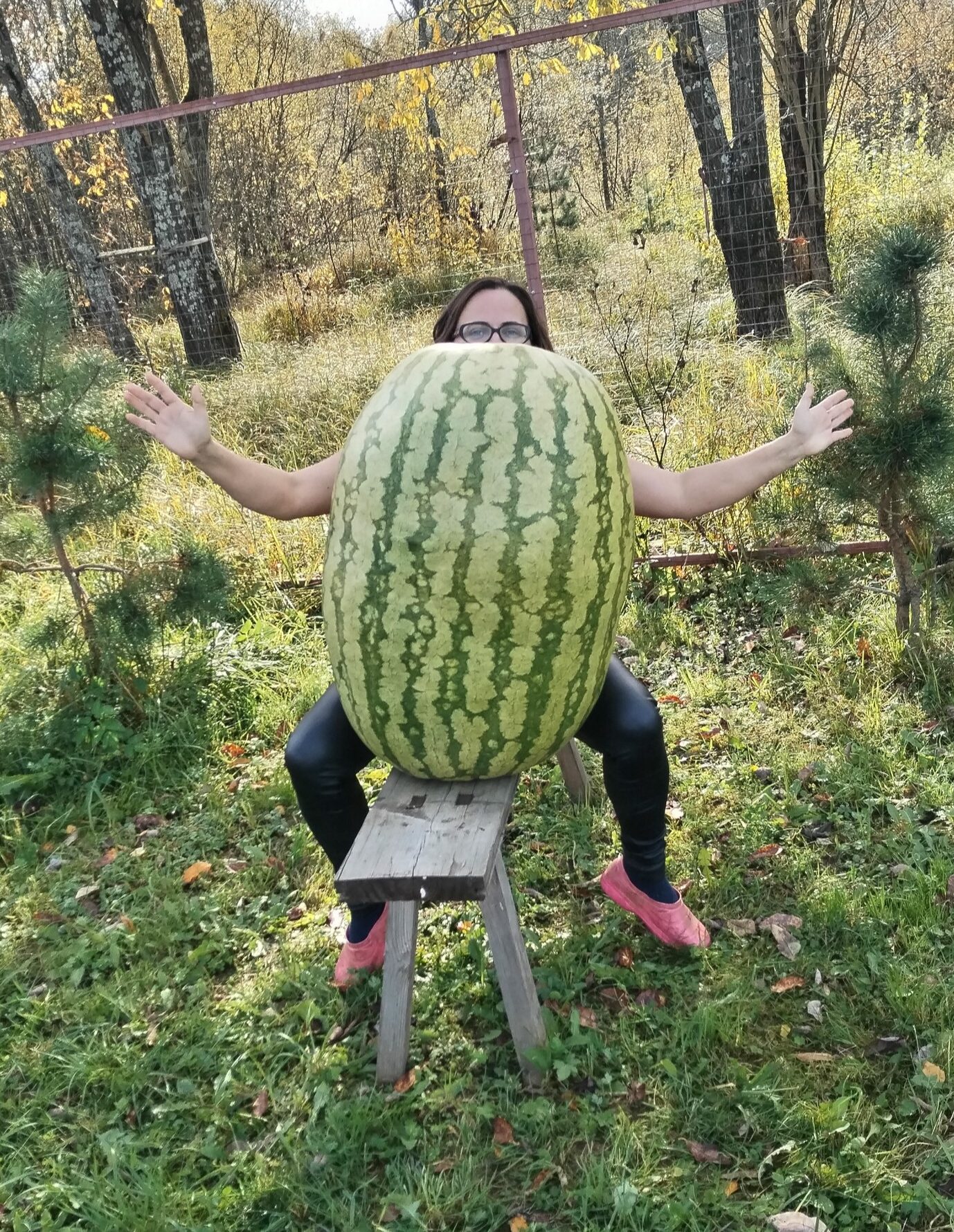 The adventures of a giant watermelon... and its insides... - My, Garden, Vegetables, Gardening, Watermelon, Giants, Gigantomania, Garden, Harvest, Longpost