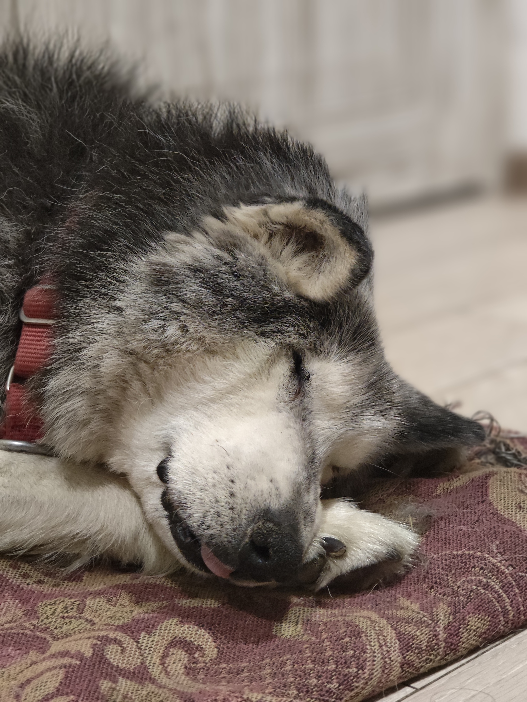 Denchik. The old man of our nursery - My, Husky, Spitsbergen, Dog, Longpost, Telegram (link)