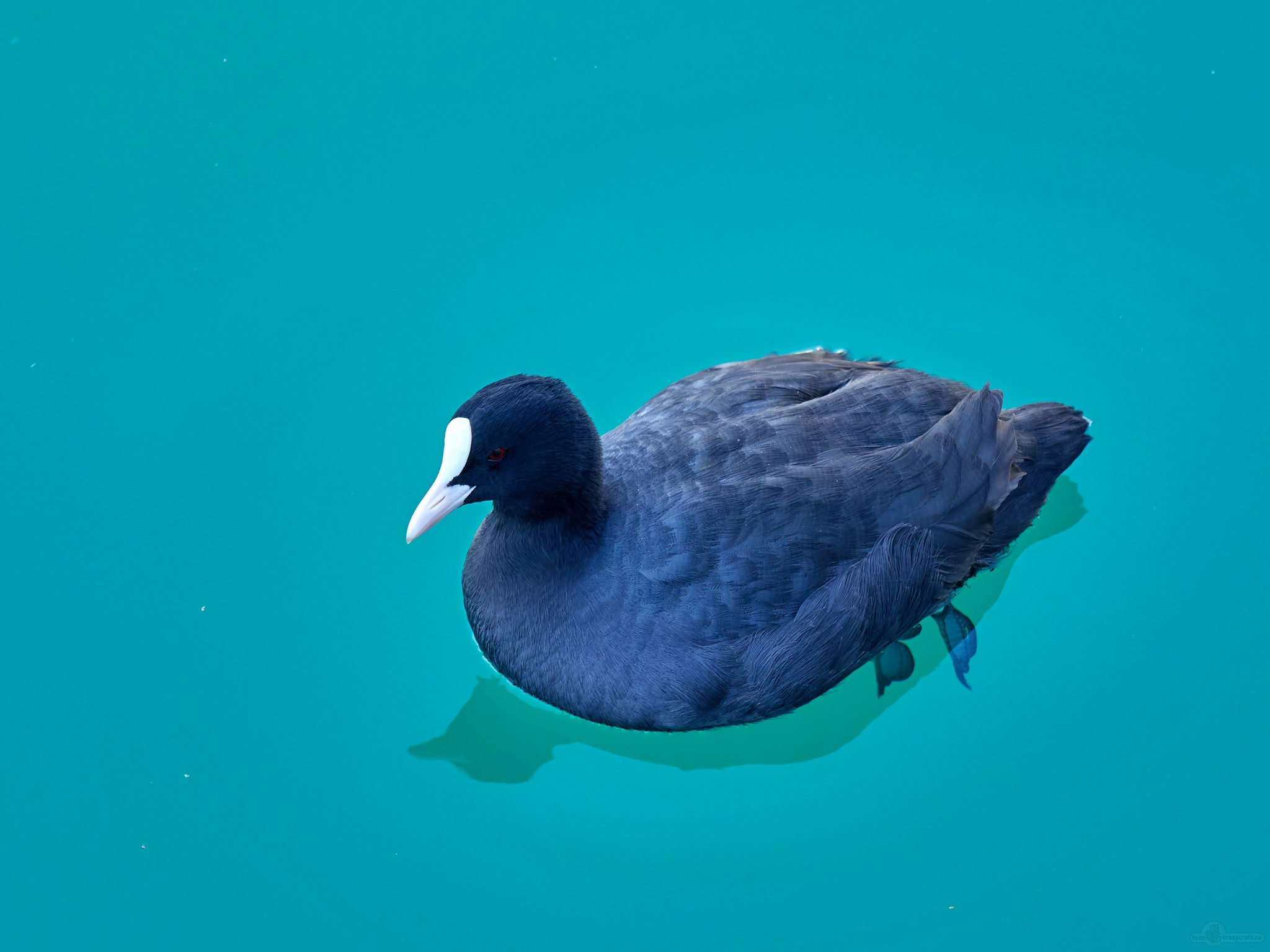 Coot in the Black Sea - My, The photo, Birds, Coot, Sochi, Black Sea