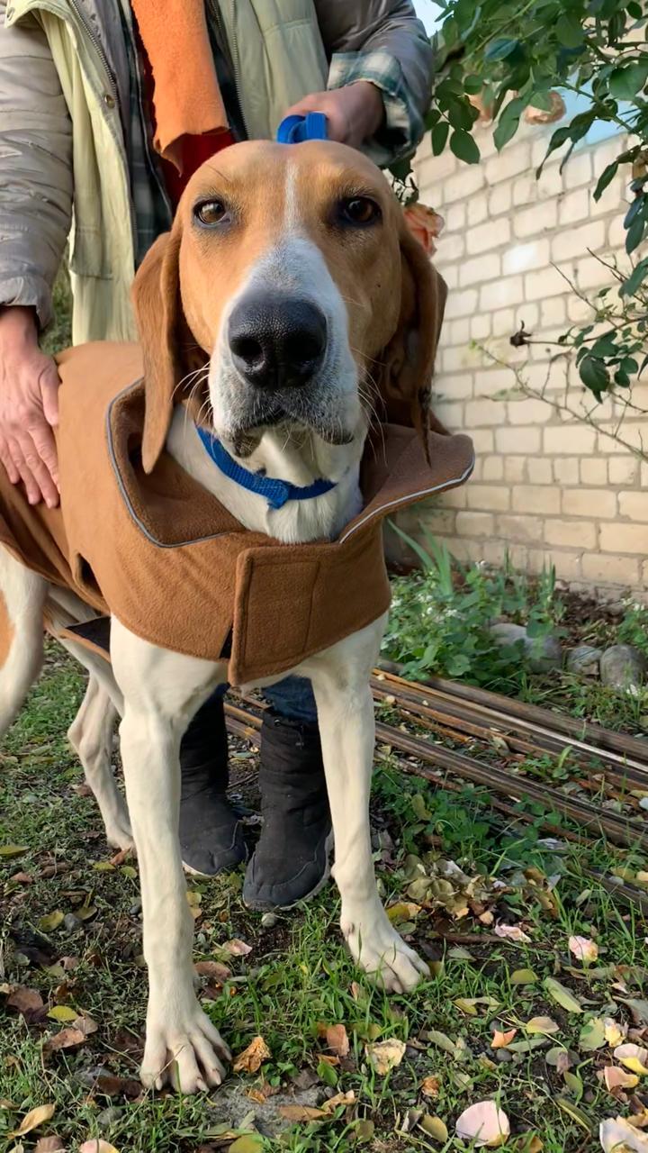 Russian Piebald Hound to a Good Man. I Call on the Power of Pikabu - My, Dog, Found a dog, In good hands, Hunting dogs, Caucasus, No rating