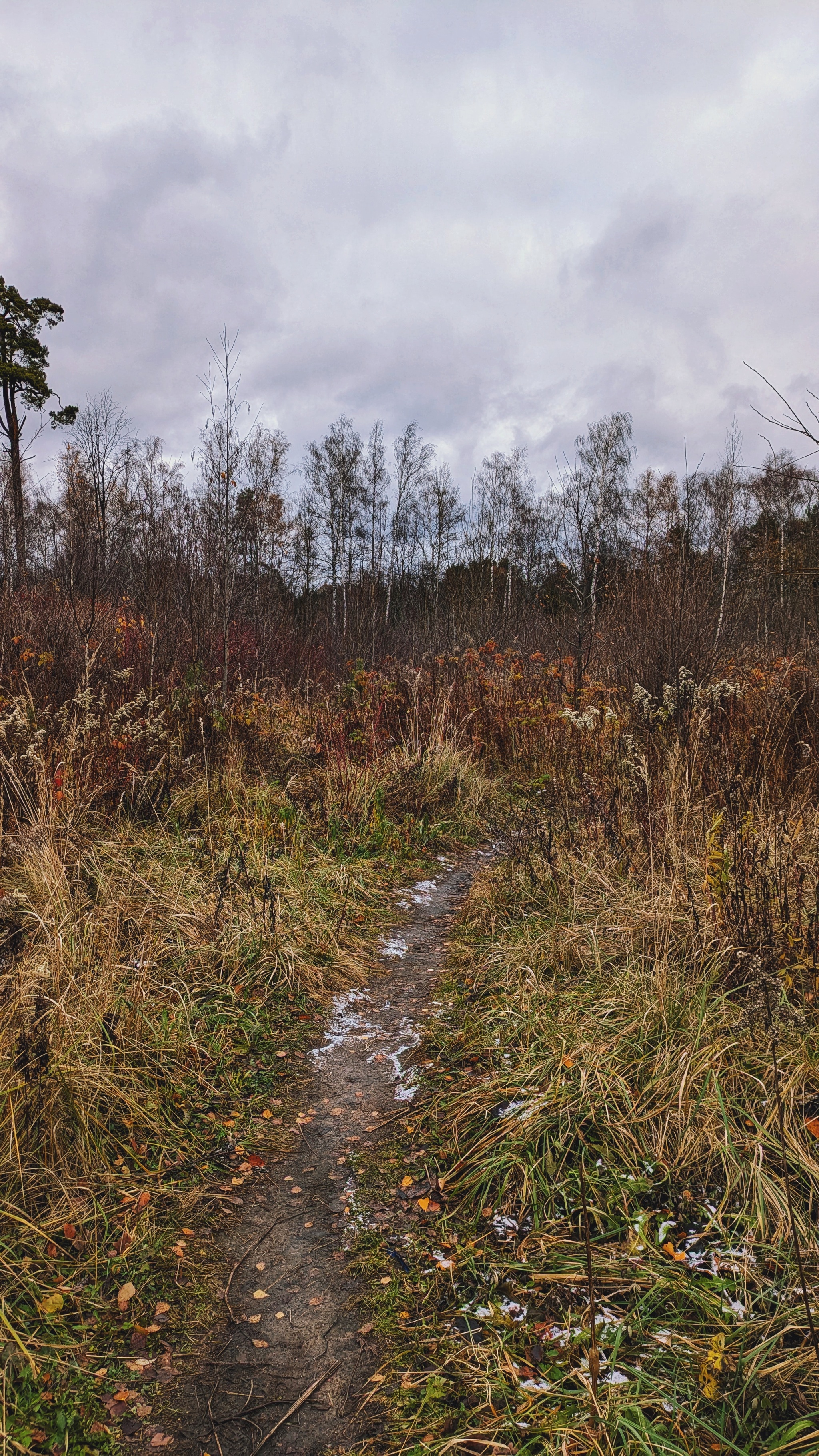 From autumn to winter - My, The photo, Google pixel smartphone, Pixel, The park, Forest, Pond, The nature of Russia, Beautiful view, Autumn, Mytischi, Mytishchi district, Moscow region, Photo on sneaker, Longpost