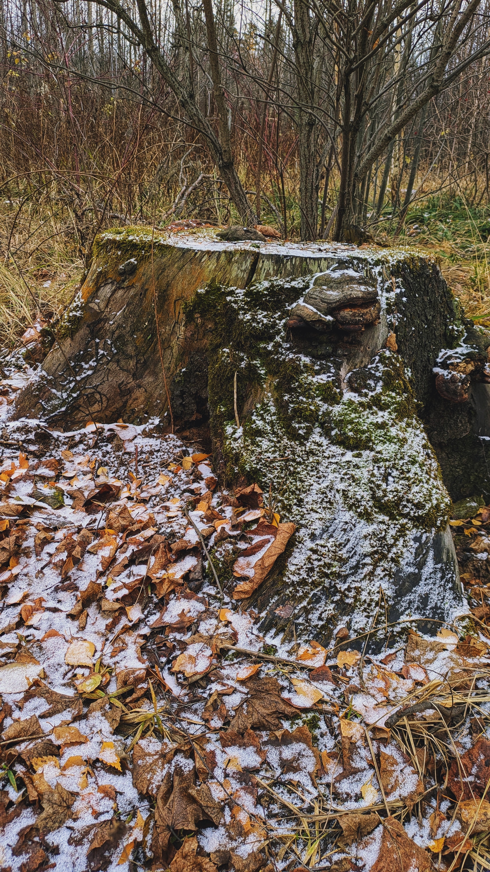 From autumn to winter - My, The photo, Google pixel smartphone, Pixel, The park, Forest, Pond, The nature of Russia, Beautiful view, Autumn, Mytischi, Mytishchi district, Moscow region, Photo on sneaker, Longpost