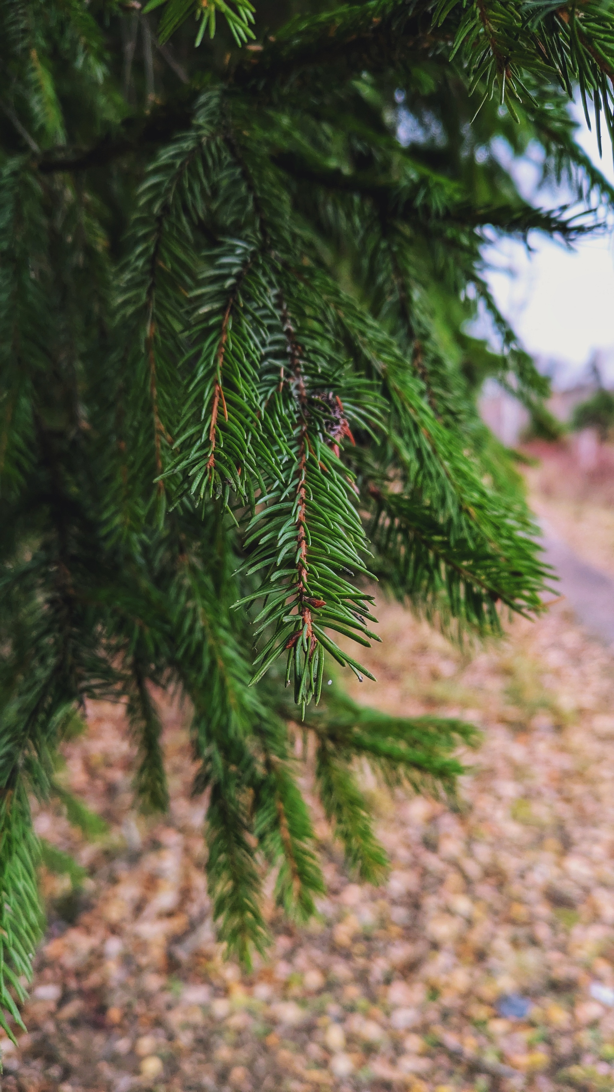 From autumn to winter - My, The photo, Google pixel smartphone, Pixel, The park, Forest, Pond, The nature of Russia, Beautiful view, Autumn, Mytischi, Mytishchi district, Moscow region, Photo on sneaker, Longpost