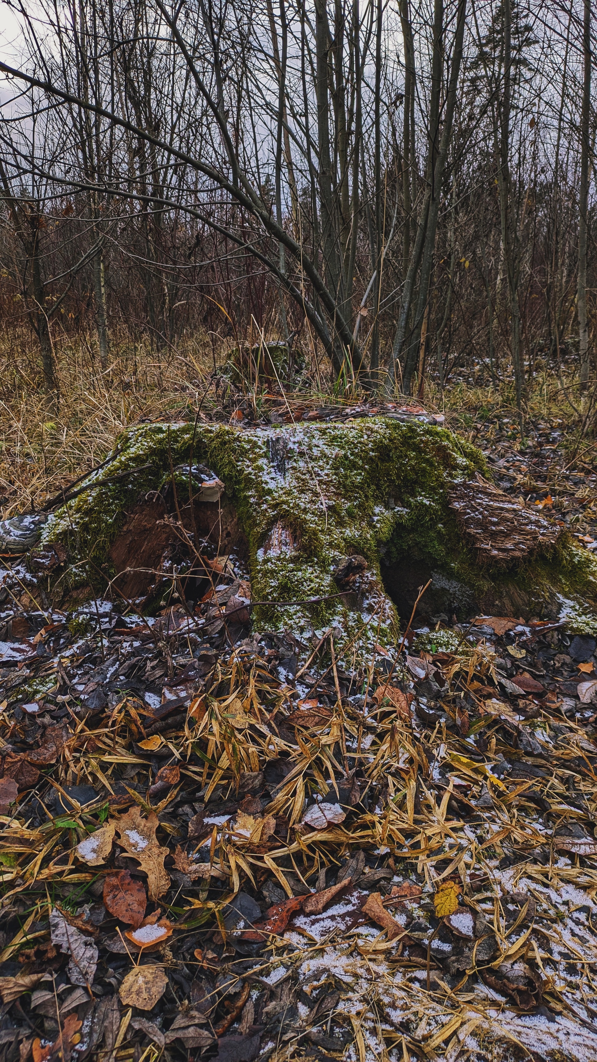 From autumn to winter - My, The photo, Google pixel smartphone, Pixel, The park, Forest, Pond, The nature of Russia, Beautiful view, Autumn, Mytischi, Mytishchi district, Moscow region, Photo on sneaker, Longpost