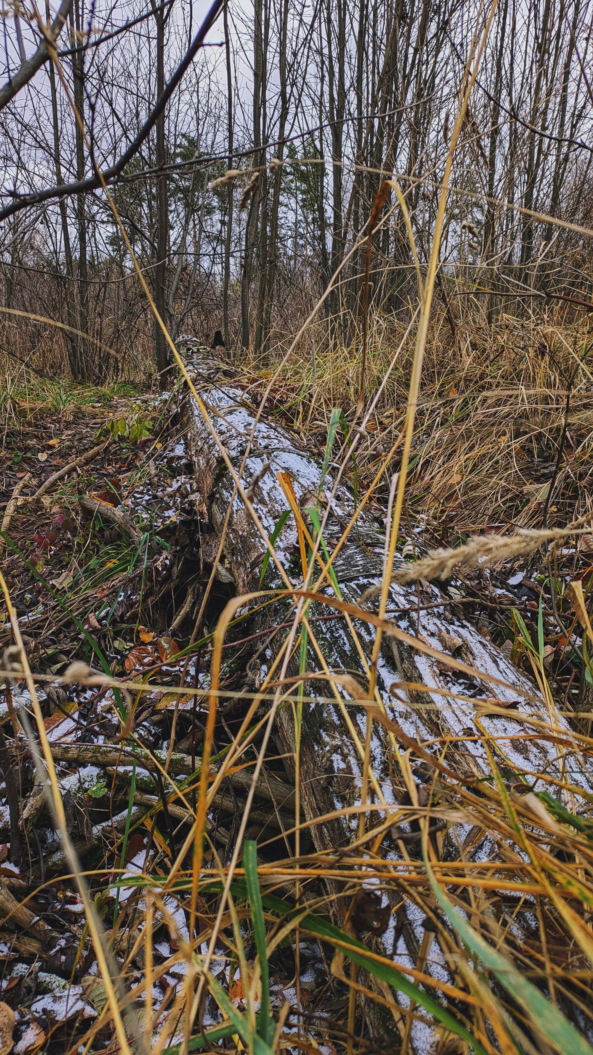 From autumn to winter - My, The photo, Google pixel smartphone, Pixel, The park, Forest, Pond, The nature of Russia, Beautiful view, Autumn, Mytischi, Mytishchi district, Moscow region, Photo on sneaker, Longpost