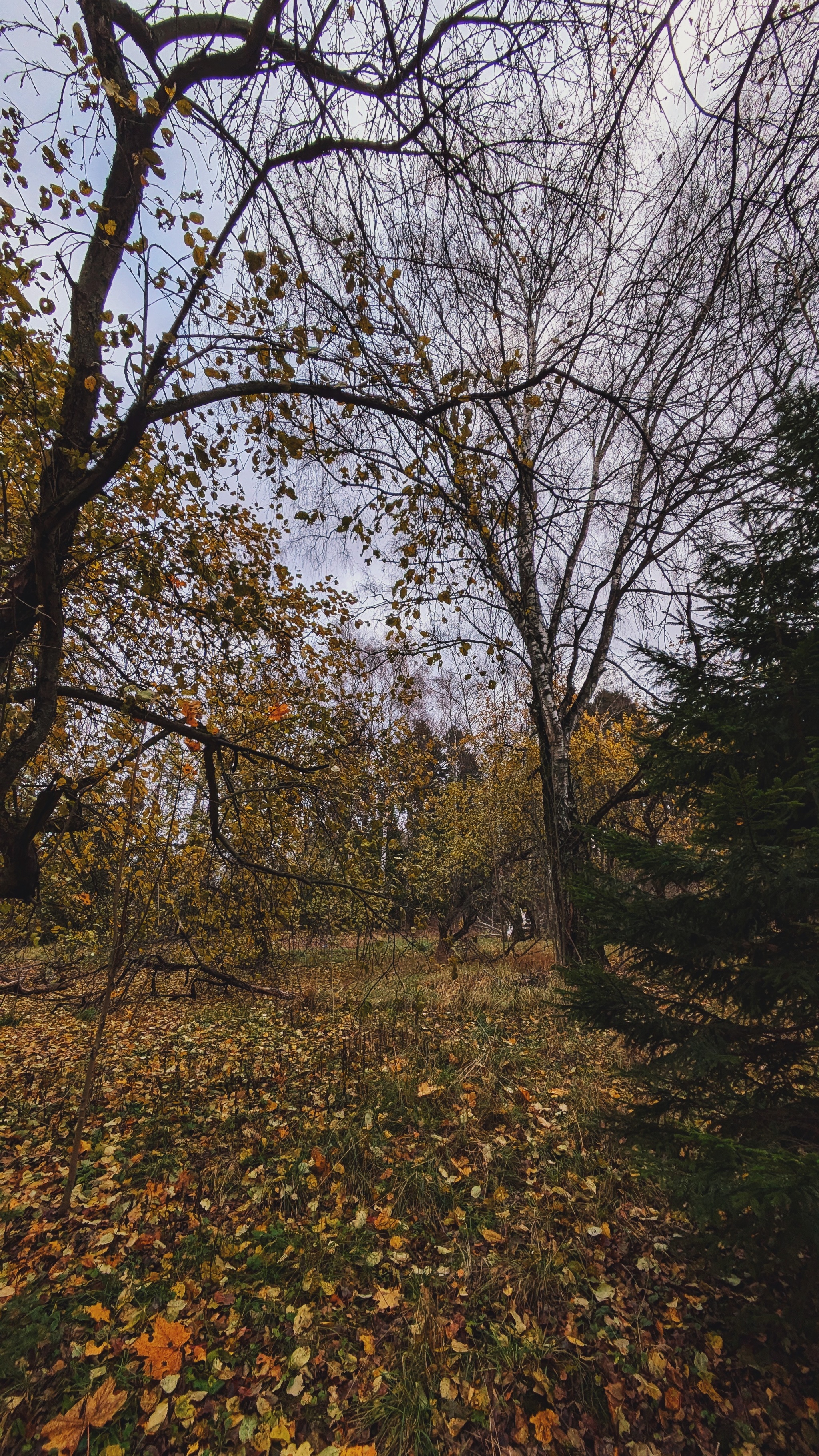 From autumn to winter - My, The photo, Google pixel smartphone, Pixel, The park, Forest, Pond, The nature of Russia, Beautiful view, Autumn, Mytischi, Mytishchi district, Moscow region, Photo on sneaker, Longpost