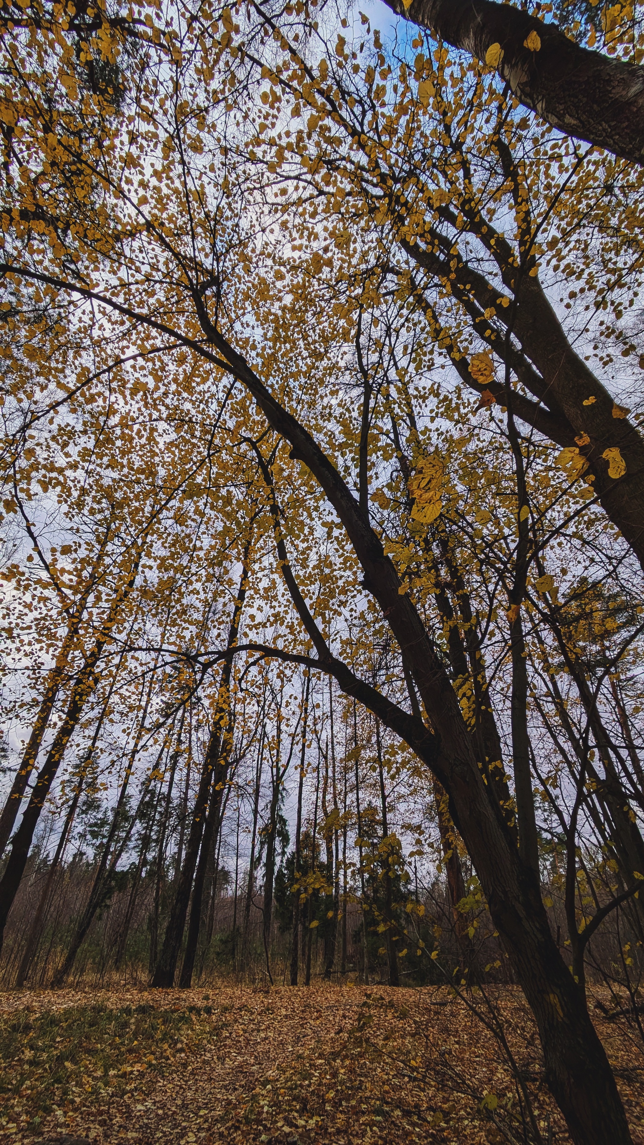 From autumn to winter - My, The photo, Google pixel smartphone, Pixel, The park, Forest, Pond, The nature of Russia, Beautiful view, Autumn, Mytischi, Mytishchi district, Moscow region, Photo on sneaker, Longpost