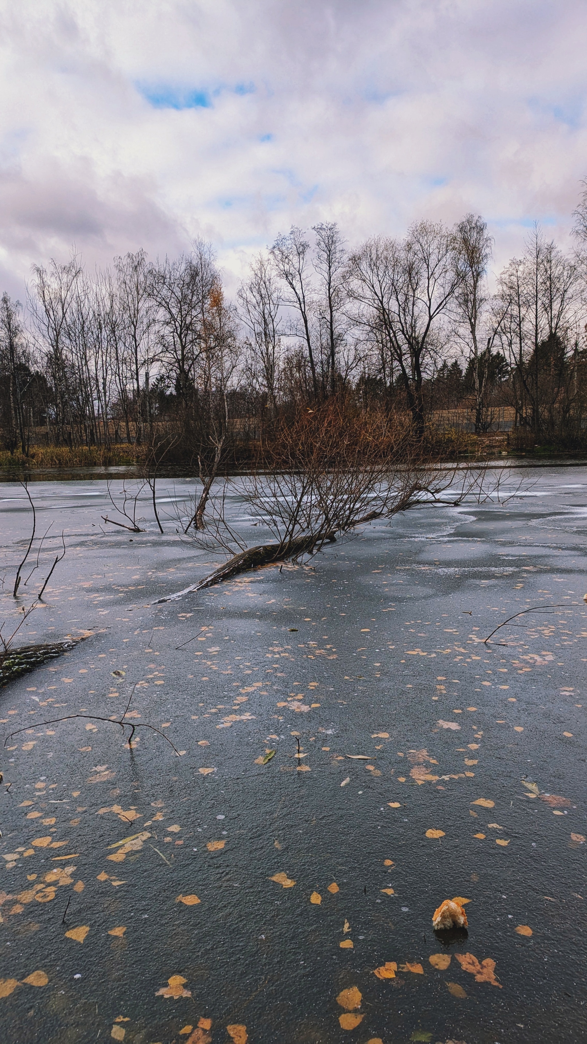 From autumn to winter - My, The photo, Google pixel smartphone, Pixel, The park, Forest, Pond, The nature of Russia, Beautiful view, Autumn, Mytischi, Mytishchi district, Moscow region, Photo on sneaker, Longpost