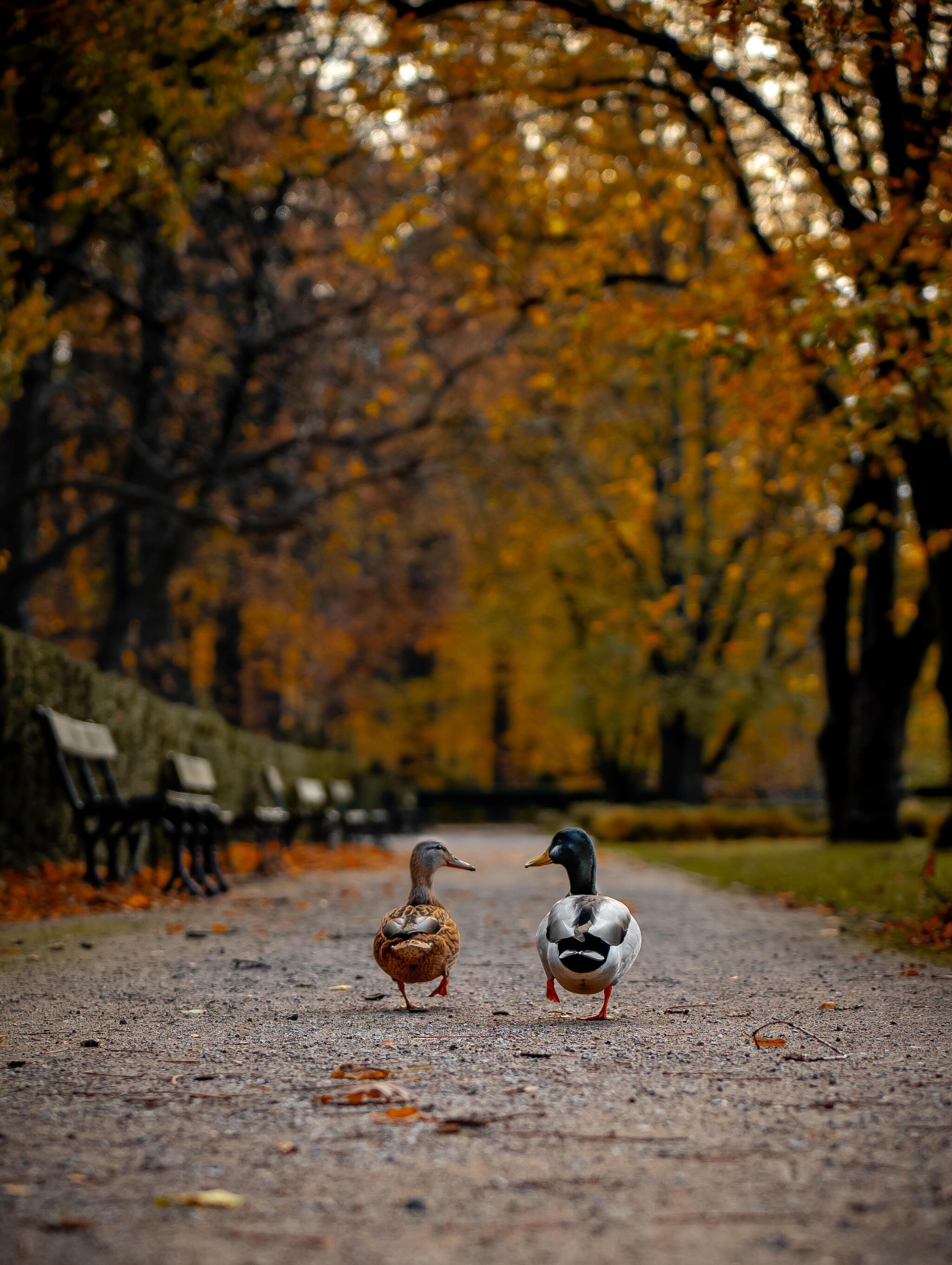 A gentleman walking with his lady in an autumn park - Duck, The park, Autumn, Walk, The photo